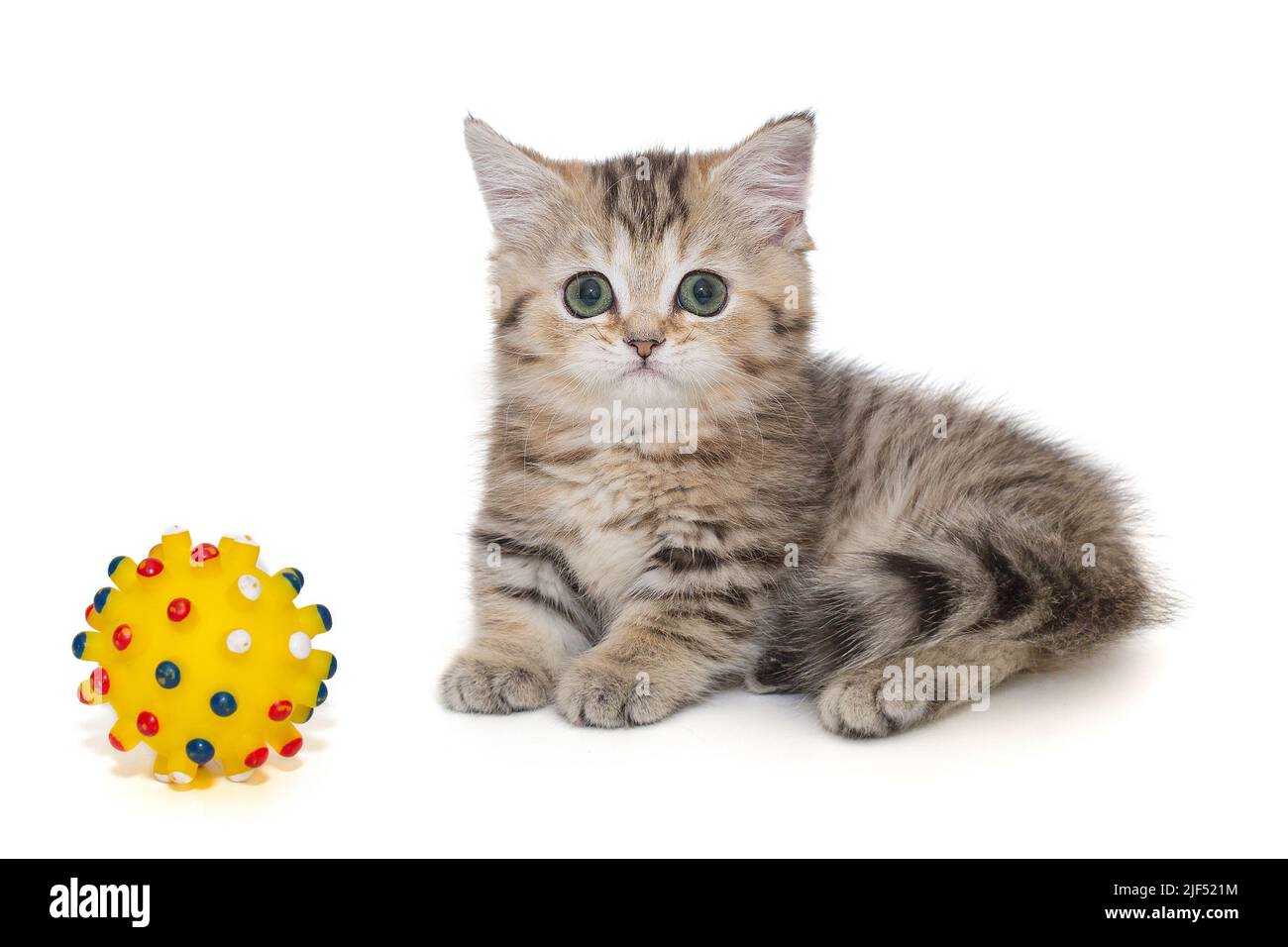 Petit chaton écossais et un jouet de balle, isolé sur fond blanc. Banque D'Images