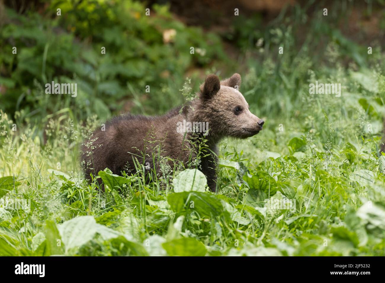 Ours brun européen Ursus arctos arctos, cub debout dans la clairière des bois, Transylvanie, Roumanie, juin Banque D'Images