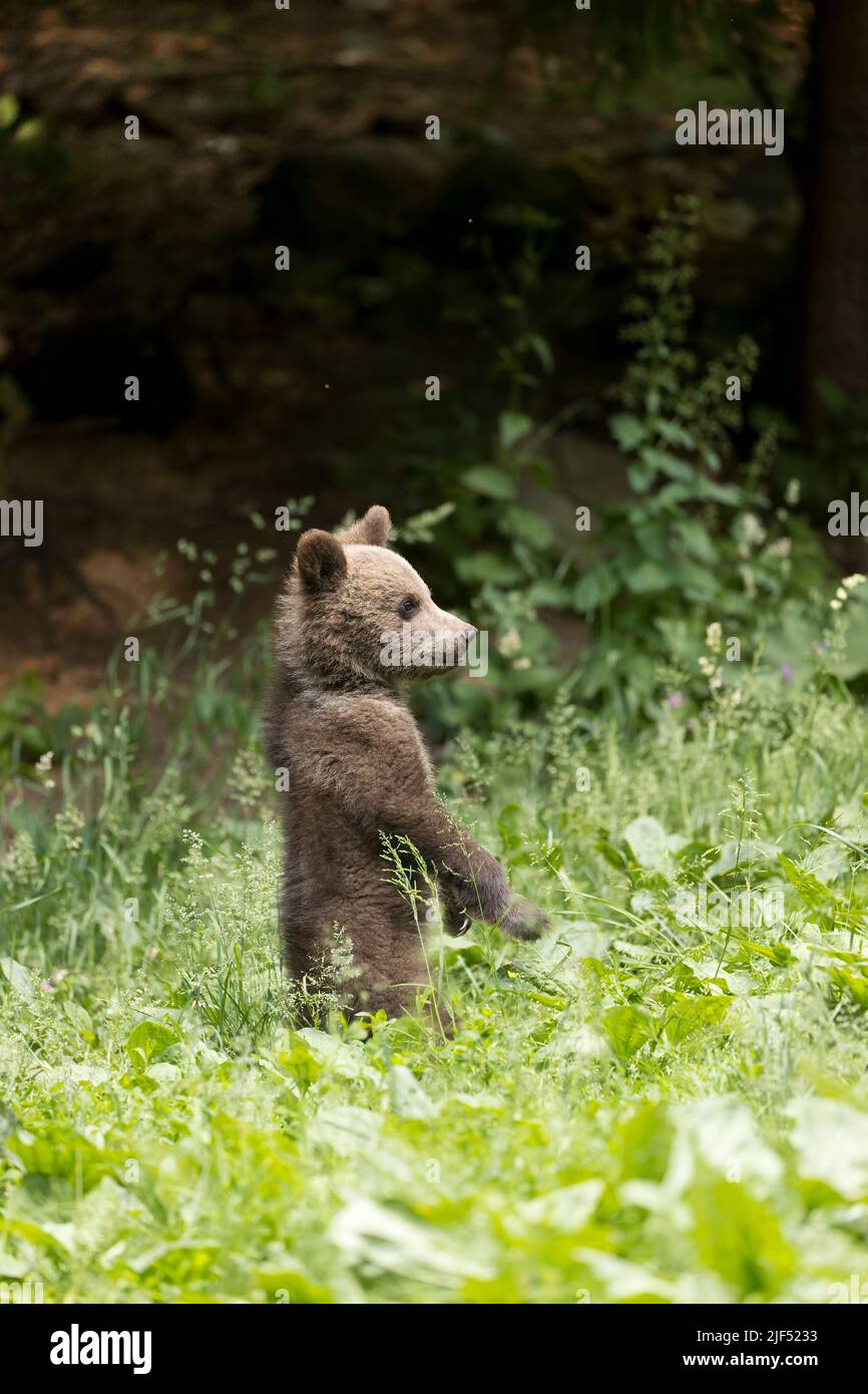 Ours brun européen Ursus arctos arctos, cub debout sur les pattes arrière, Transylvanie, Roumanie, juin Banque D'Images