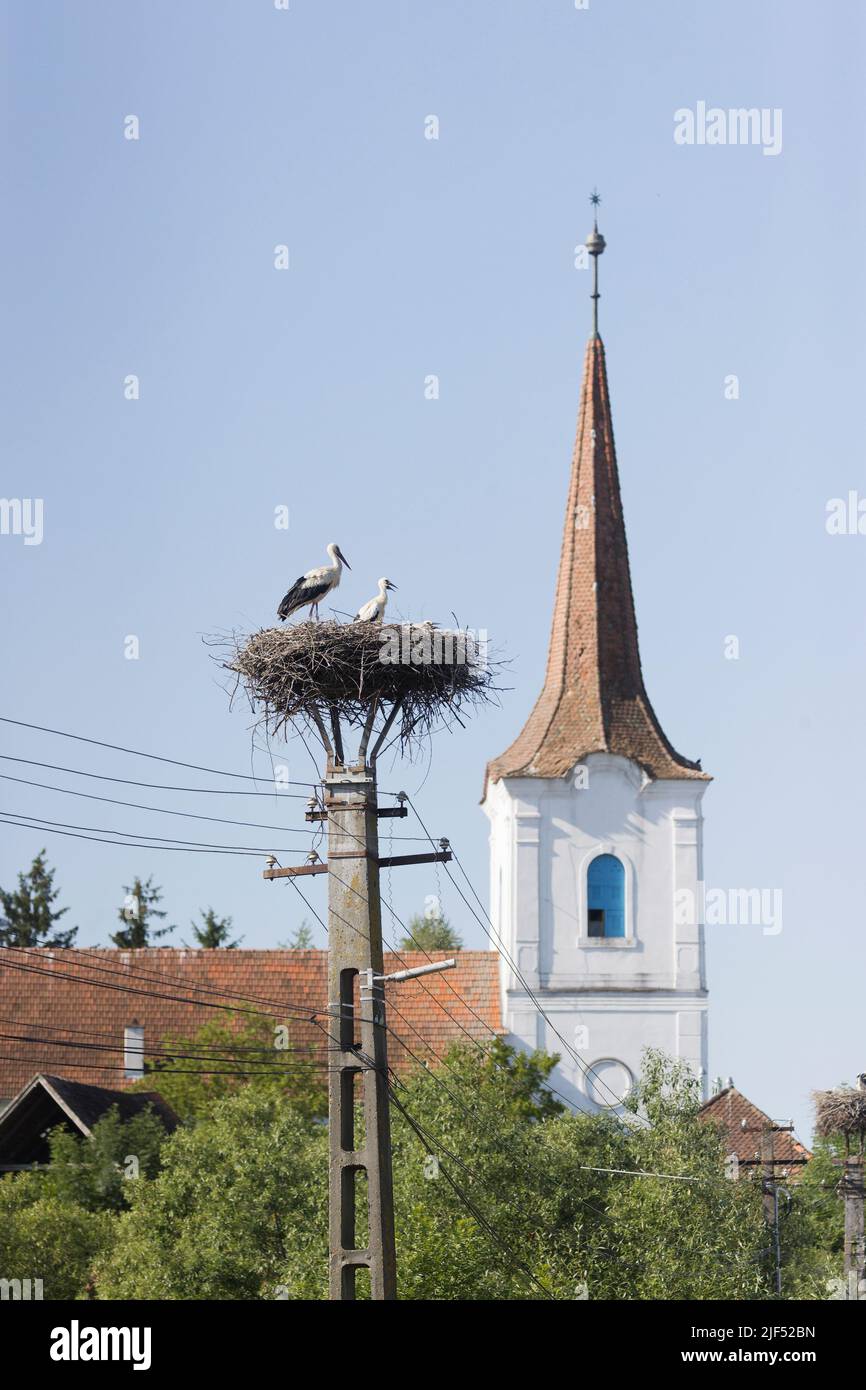 Ciconie ciconie blanche, adulte avec 2 poussins en nid sur mât télégraphique avec église en arrière-plan, Roumanie, juin Banque D'Images