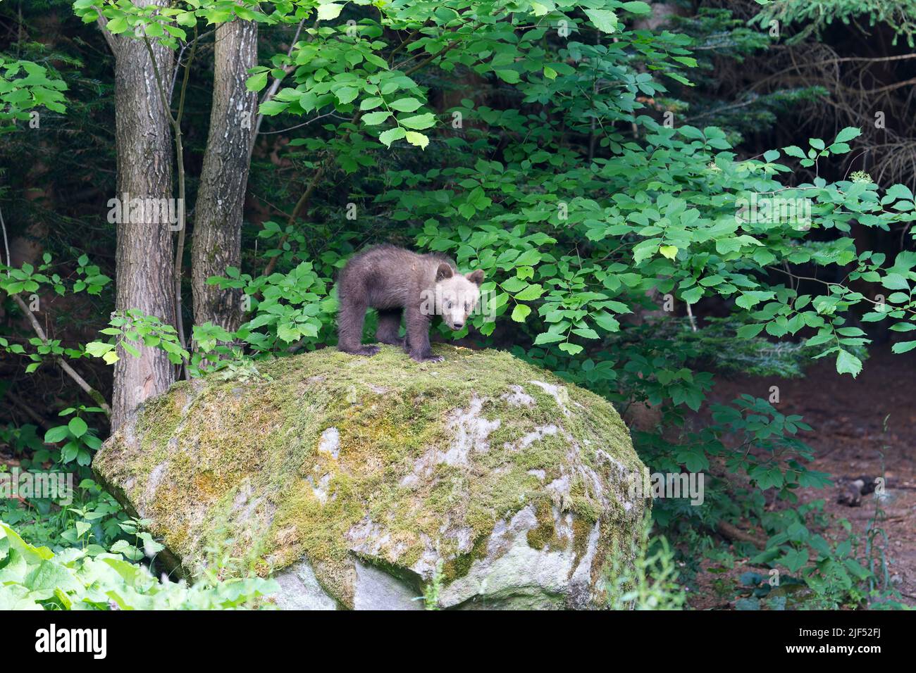 Ours brun européen Ursus arctos arctos, cub debout sur roche couverte de mousse, Transylvanie, Roumanie, juin Banque D'Images