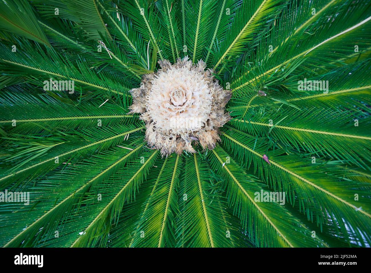 Floraison de la paume des cycas au centre de la plante. Banque D'Images