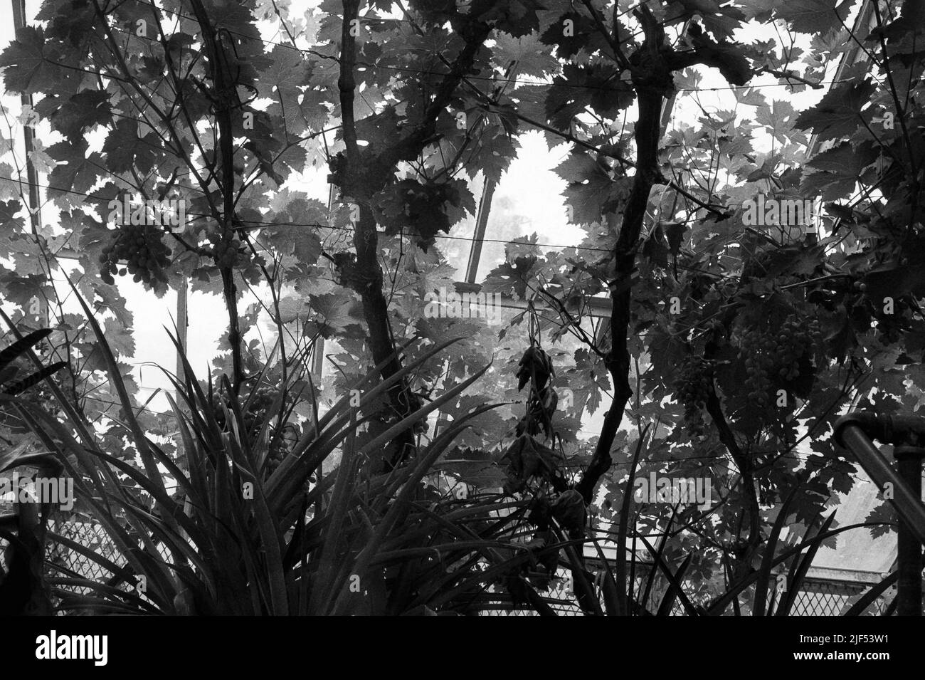 Vignes et silhouette de vigne contre les fenêtres de serre à la maison historique Lyman Estate. Image capturée sur film analogique. Waltham, Massachusetts, États-Unis. Banque D'Images