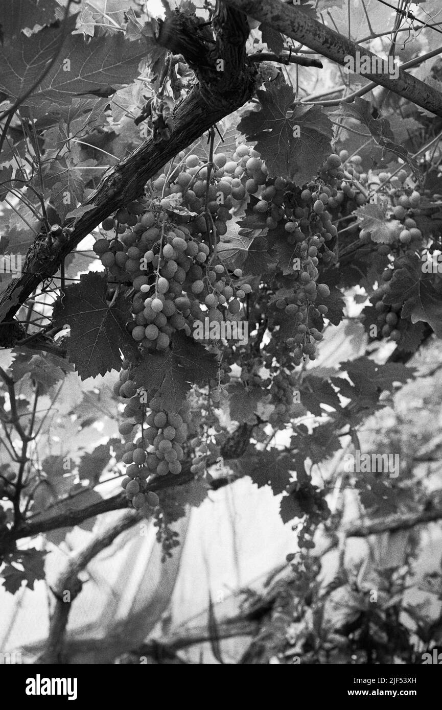 Raisins et vignes accrochés au plafond dans une serre au domaine Lyman et serre. Waltham, Massachusetts, États-Unis. Banque D'Images