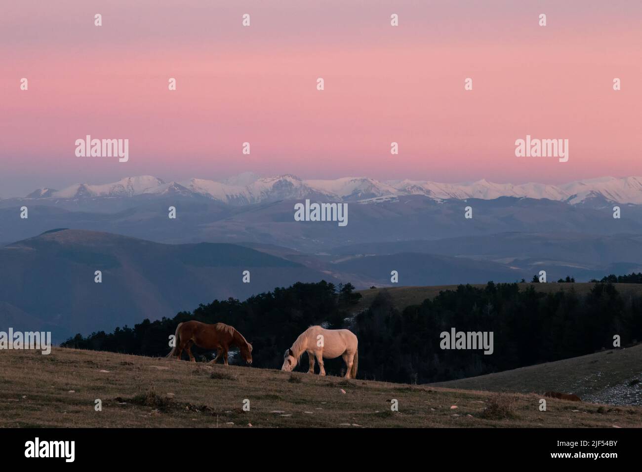 Une vache brune et une vache blanche qui se pastent sur une montagne au crépuscule , avec des montagnes enneigées et brumisées en arrière-plan Banque D'Images