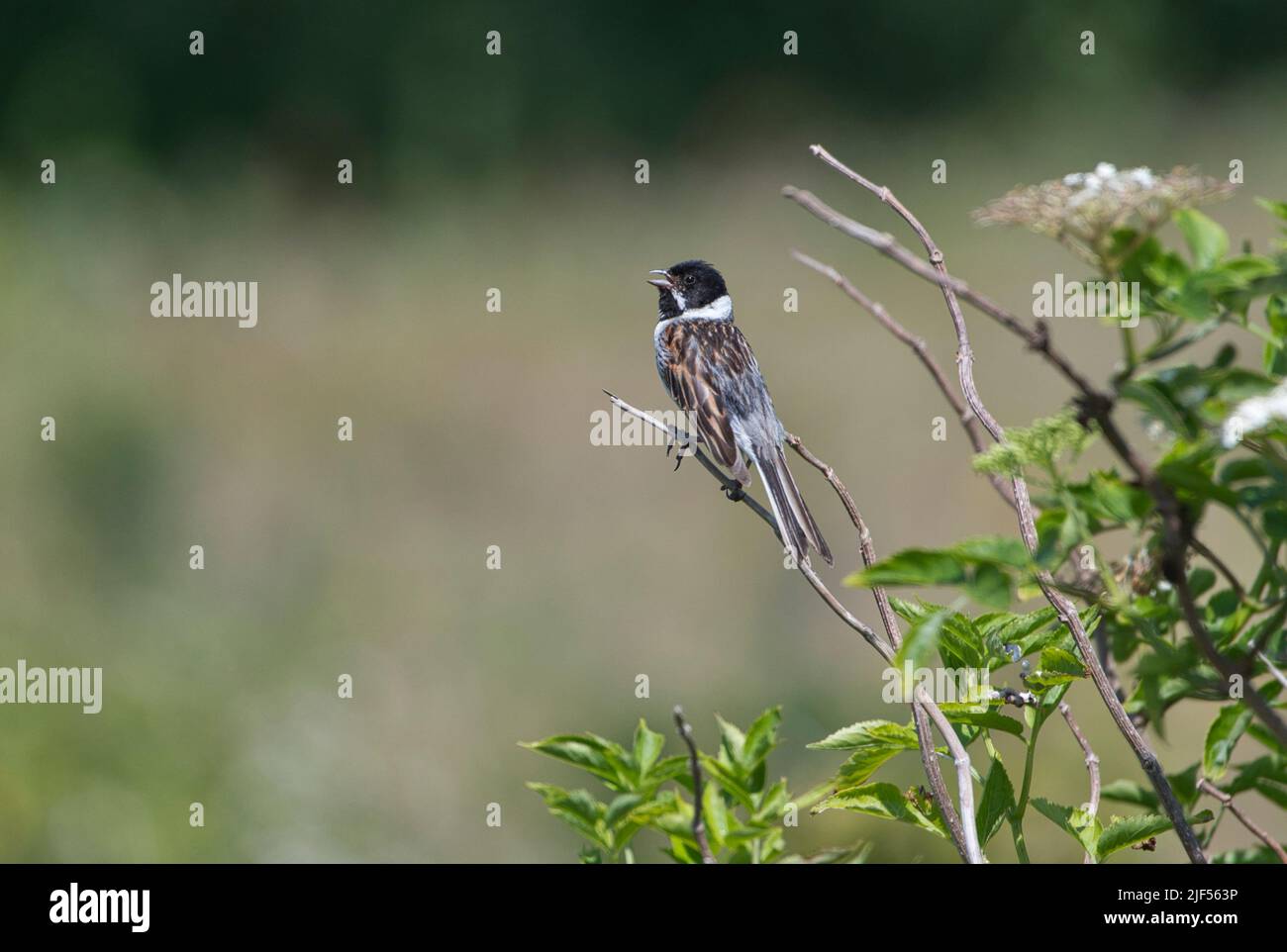 Banderole de roseau mâle (Emberiza schoeniclus) chantant pour proclamer le territoire Banque D'Images