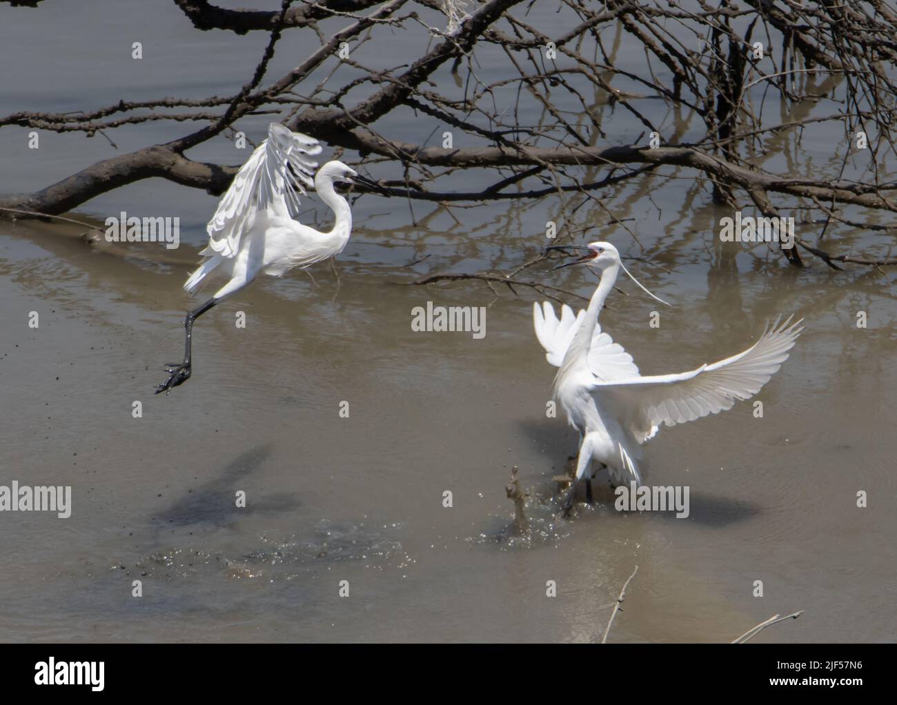 Deux espèces de hérons de la petite aigrette (Egretta garzetta) se battant pour le territoire, la côte maritime de la Thaïlande. Banque D'Images