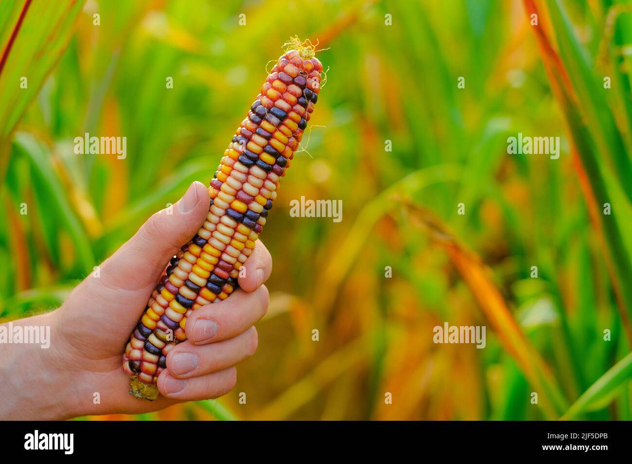 Épis de maïs de couleur.maïs multicolore dans les mains de mâles sur un fond flou de champ de maïs.épis de maïs différentes couleurs.légumes d'élevage. Récolte d'automne de Banque D'Images