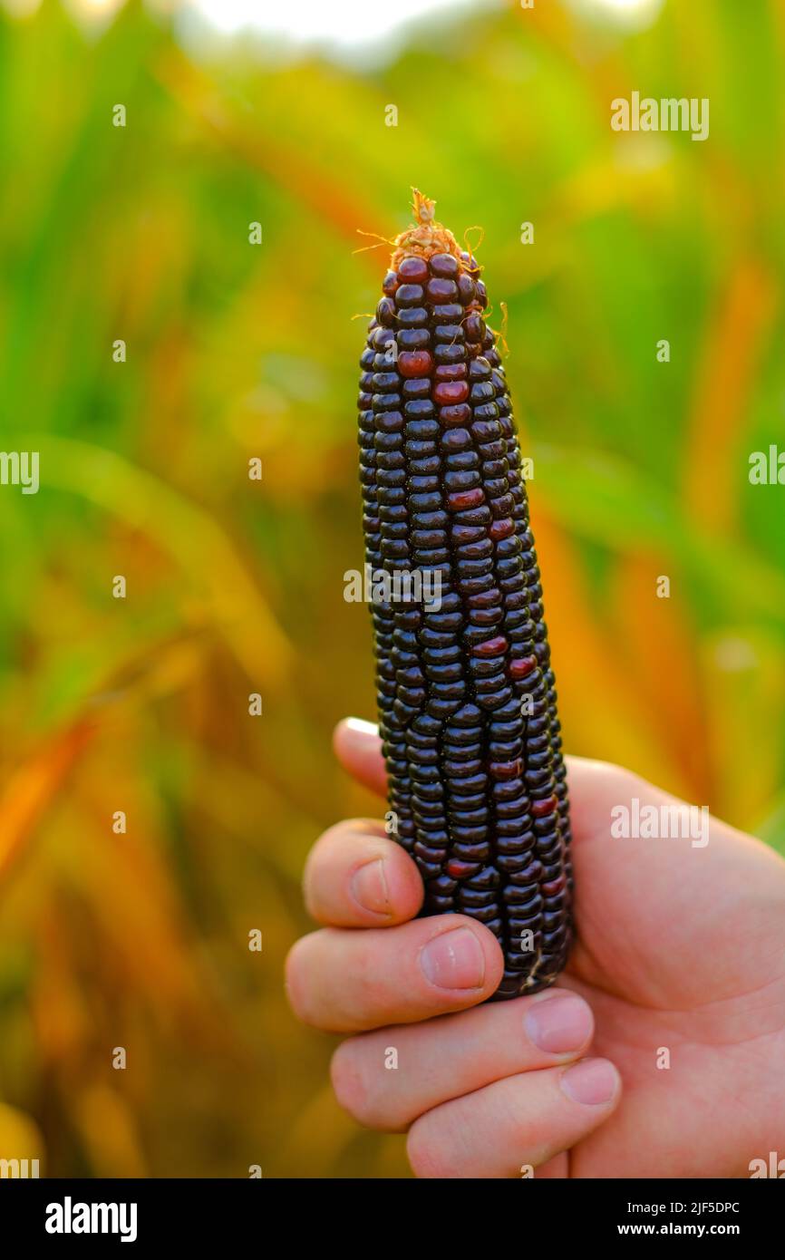 Épis de maïs de couleur.maïs multicolore dans les mains de mâles sur un fond flou de champ de maïs.épis de maïs différentes couleurs.légumes d'élevage. Récolte d'automne Banque D'Images