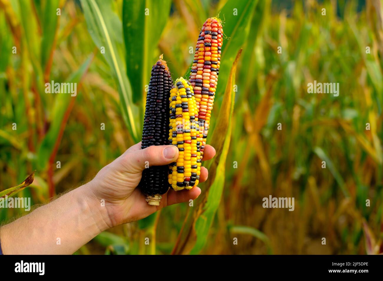maïs coloré. Épis de maïs multicolore en mains sur fond de champ. Contrôle de la maturité du maïs. Épis de maïs de différentes couleurs. Sécurité alimentaire Banque D'Images