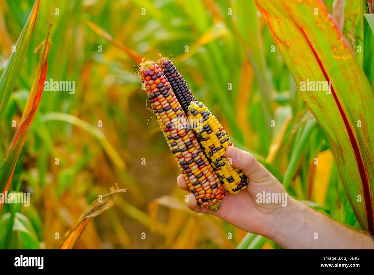 maïs coloré.fermier dans un champ de maïs récoltes. Contrôle de la maturité du maïs. Épis de maïs de différentes couleurs. Sécurité alimentaire Banque D'Images