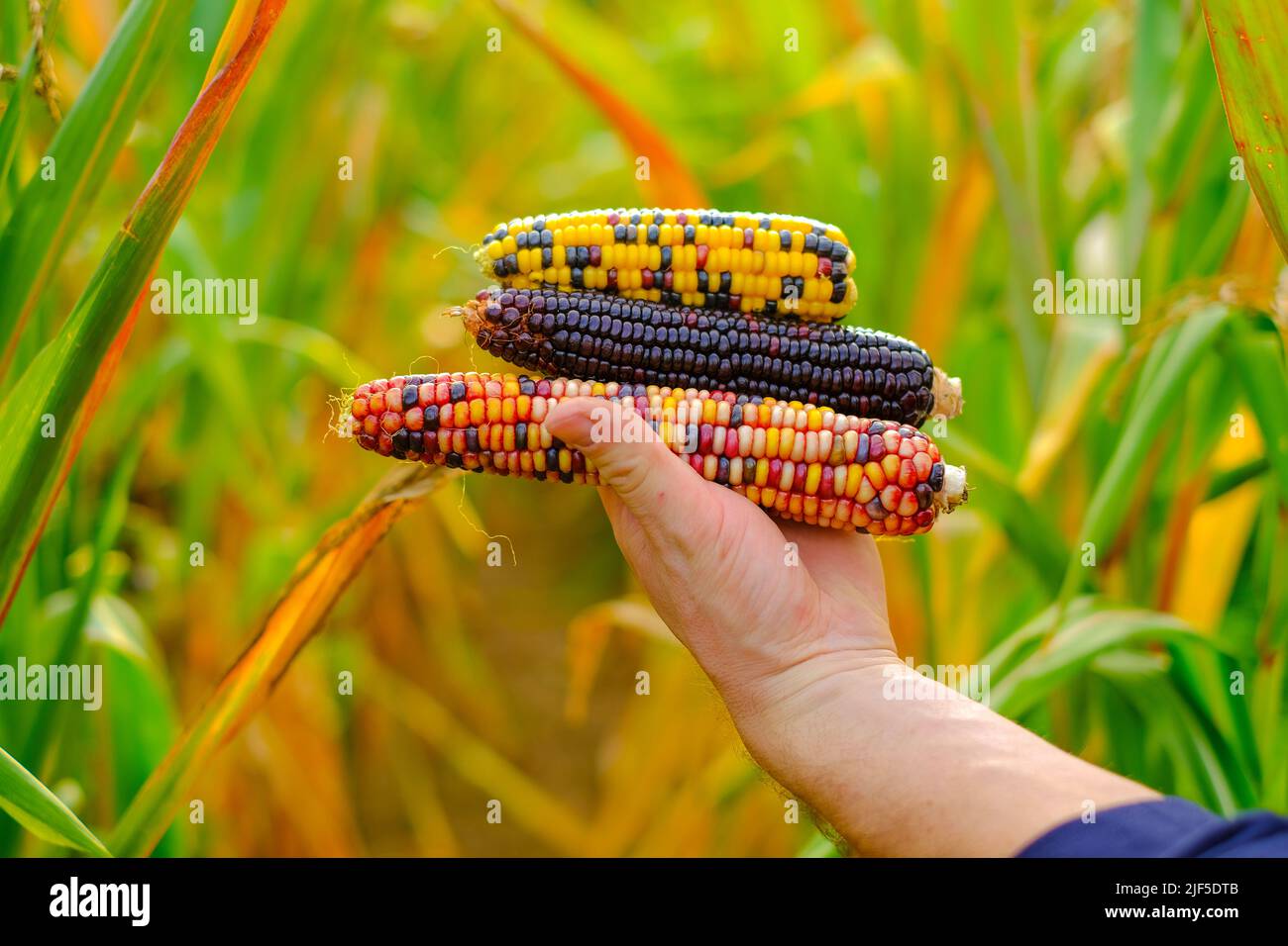 Récolte de maïs. Épis de maïs multicolore en mains sur fond de champ de maïs.agriculteur dans un champ de maïs récolte. Banque D'Images