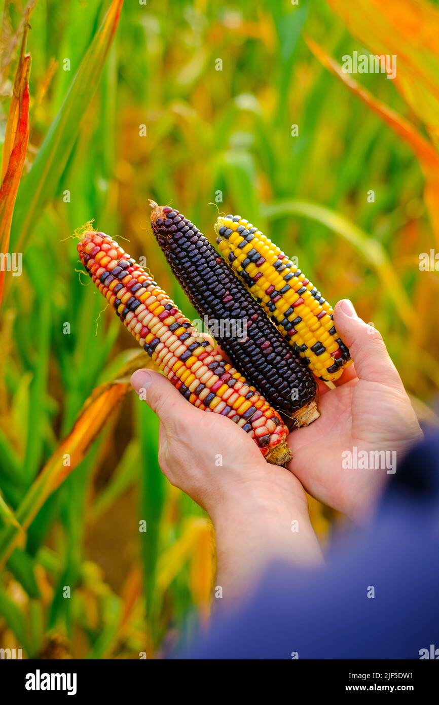 Maïs coloré.abondance de maïs. Épis de maïs multicolore dans les mains de sexe masculin.sécurité alimentaire et alimentaire.agriculteur dans un champ de maïs. Travaux agricoles d'automne Banque D'Images