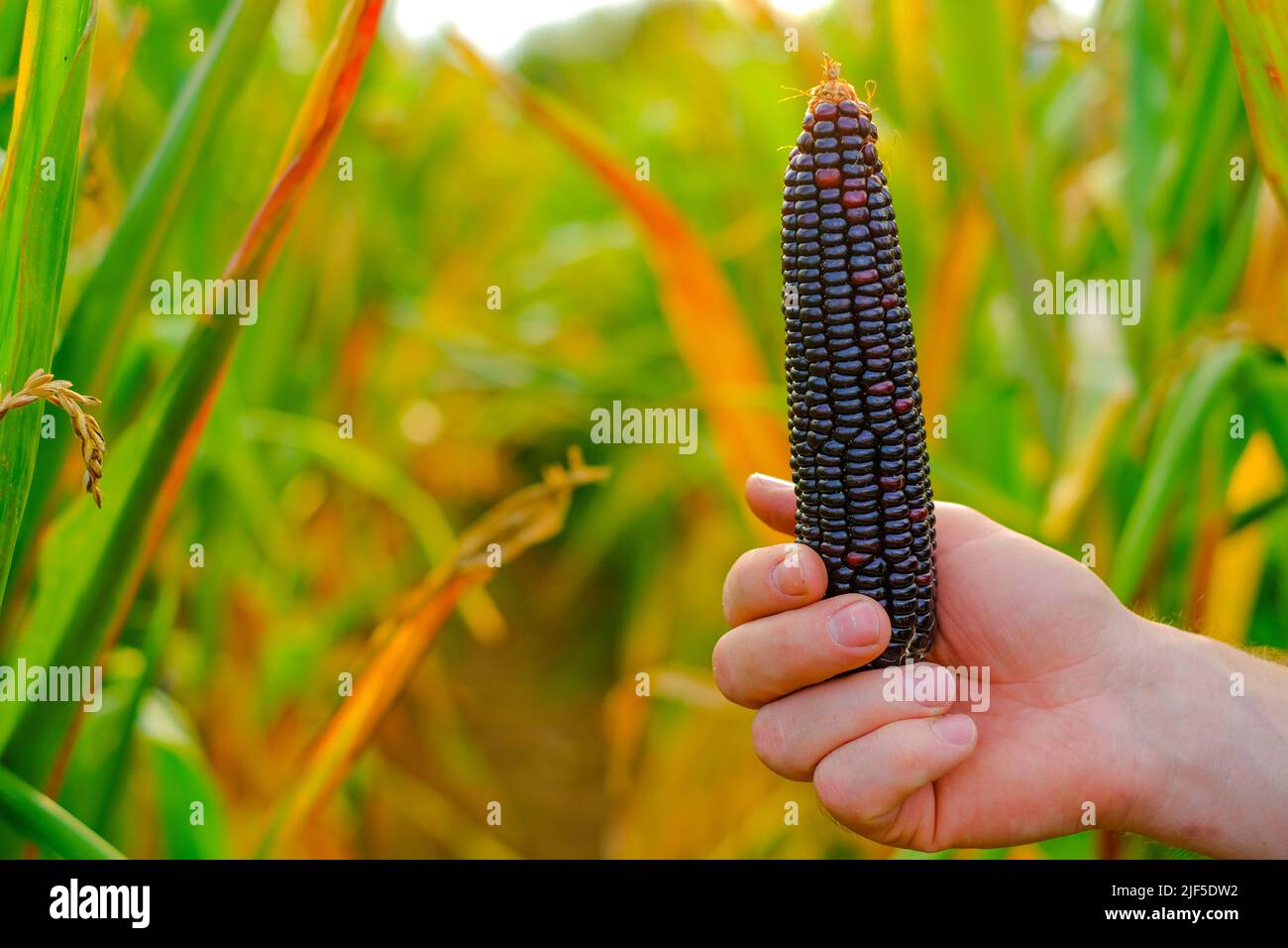Épis de maïs de couleur.maïs multicolore dans les mains mâles sur un fond de champ de maïs.épis de maïs de couleurs différentes.légumes d'élevage. Récolte automnale de maïs. Banque D'Images