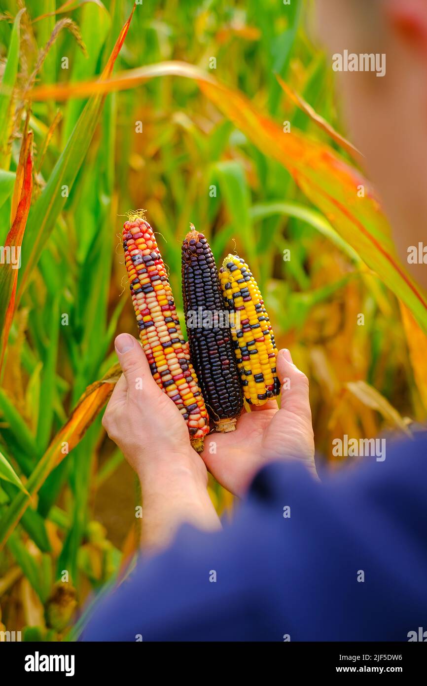 maïs coloré. Épis de maïs multicolores en gros plan sur les mains de sexe masculin.épis de maïs de différentes couleurs.sécurité alimentaire et alimentaire.agriculteur dans un champ de maïs Banque D'Images