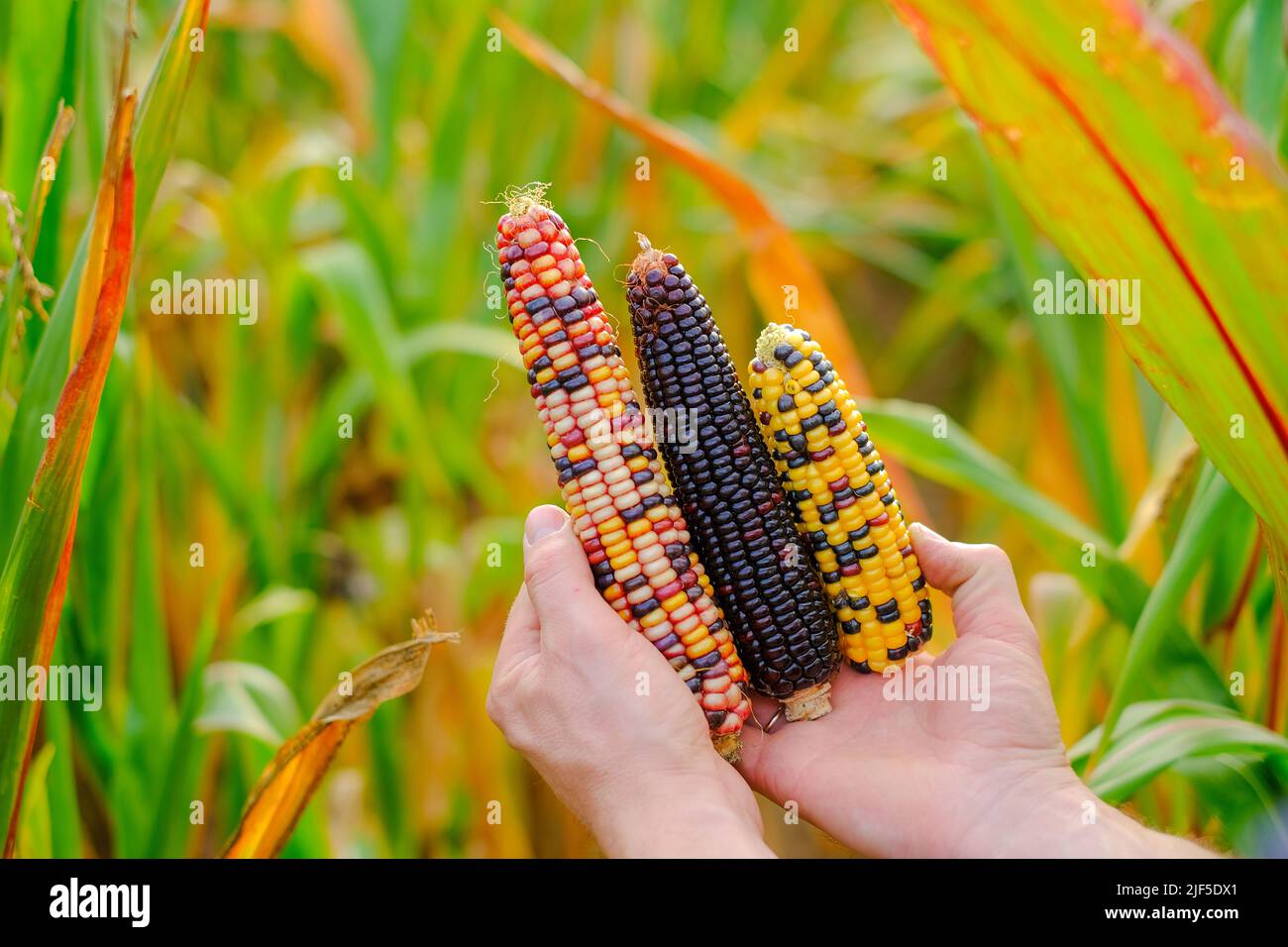 Maïs coloré.abondance de maïs. Épis de maïs multicolore en gros-plan avec les mains de sexe masculin.épis de maïs de différentes couleurs.sécurité alimentaire et alimentaire automne Banque D'Images