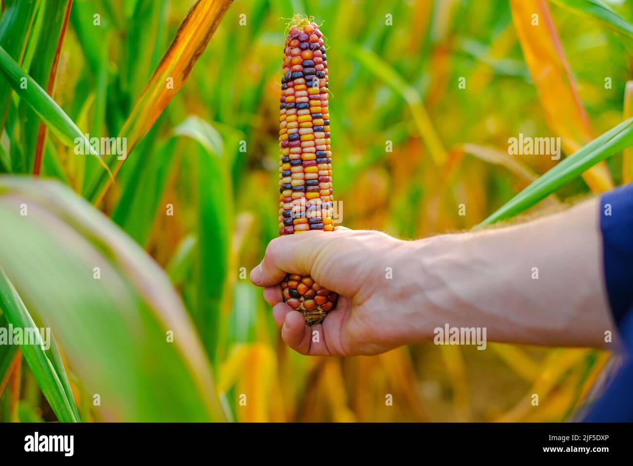 Saison de récolte du maïs.épis de maïs multicolore en mains sur fond de champ de maïs. Agriculteur dans un champ de maïs. Travaux agricoles d'automne Banque D'Images