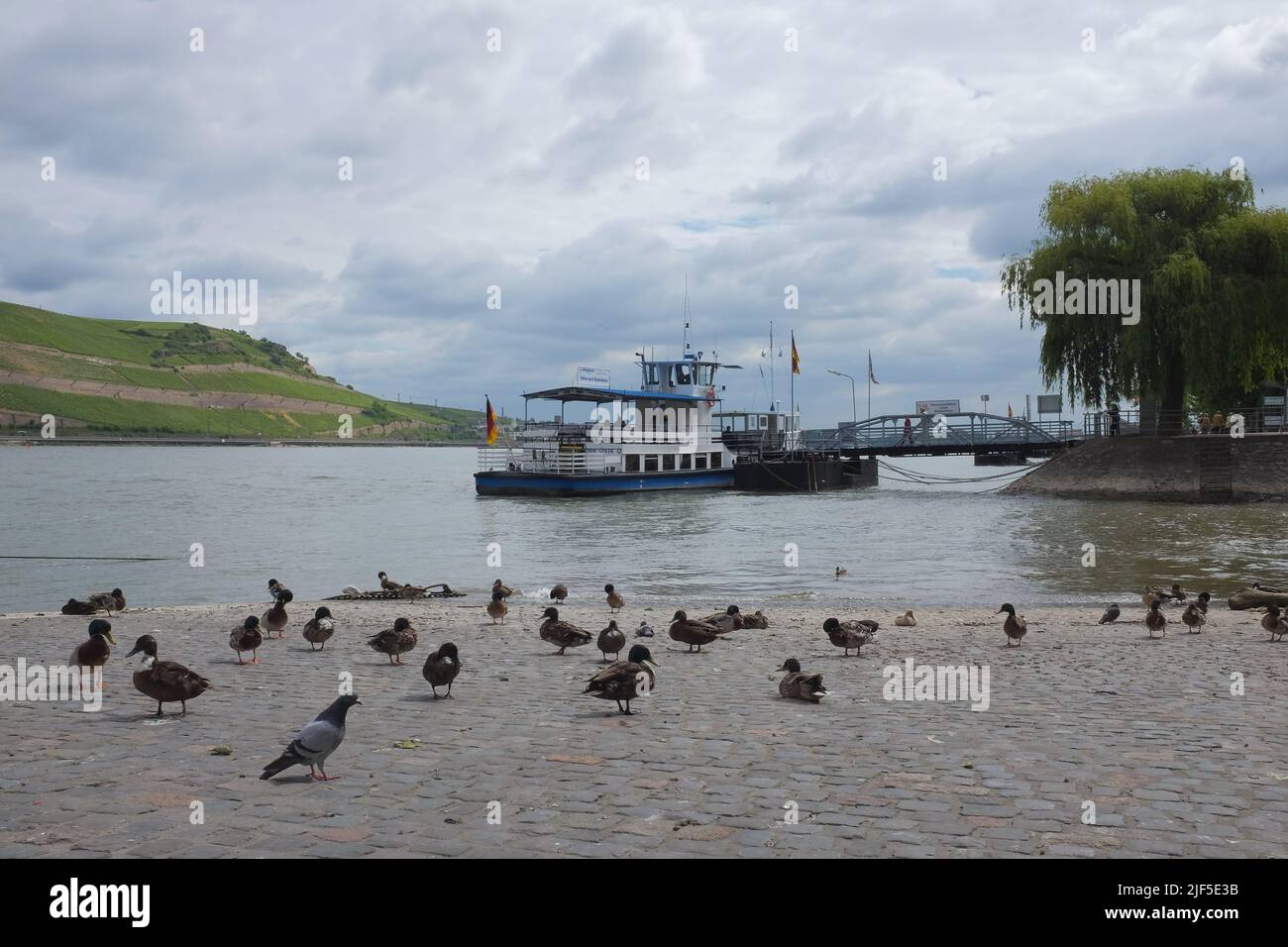 Ferry amarré au port de Bingen am Rhein. Porte d'entrée du Rhin moyen romantique en Rhénanie-Palatinat, Allemagne. Pigeons sur le sol, nuages dans le ciel. Banque D'Images