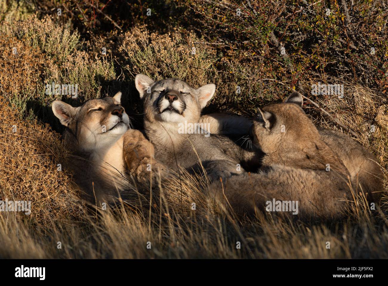Une famille de Puma dormant ensemble près du parc national de Torres del Paine, au Chili Banque D'Images