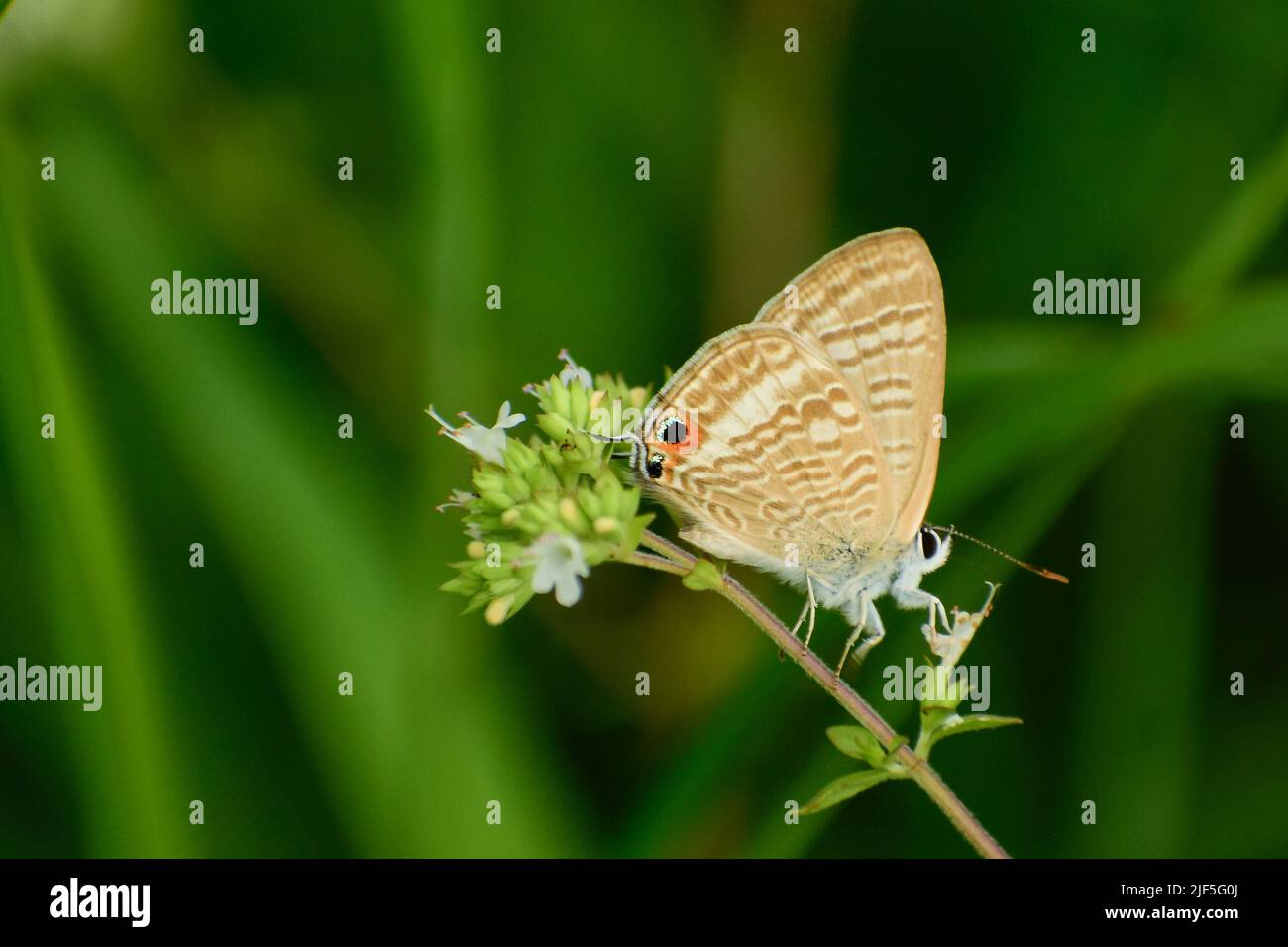 Beau papillon assis sur l'herbe Lampides boeticus, le bleu de pois, ou bleu à queue longue, est un petit papillon qui appartient aux lycaenids. Banque D'Images