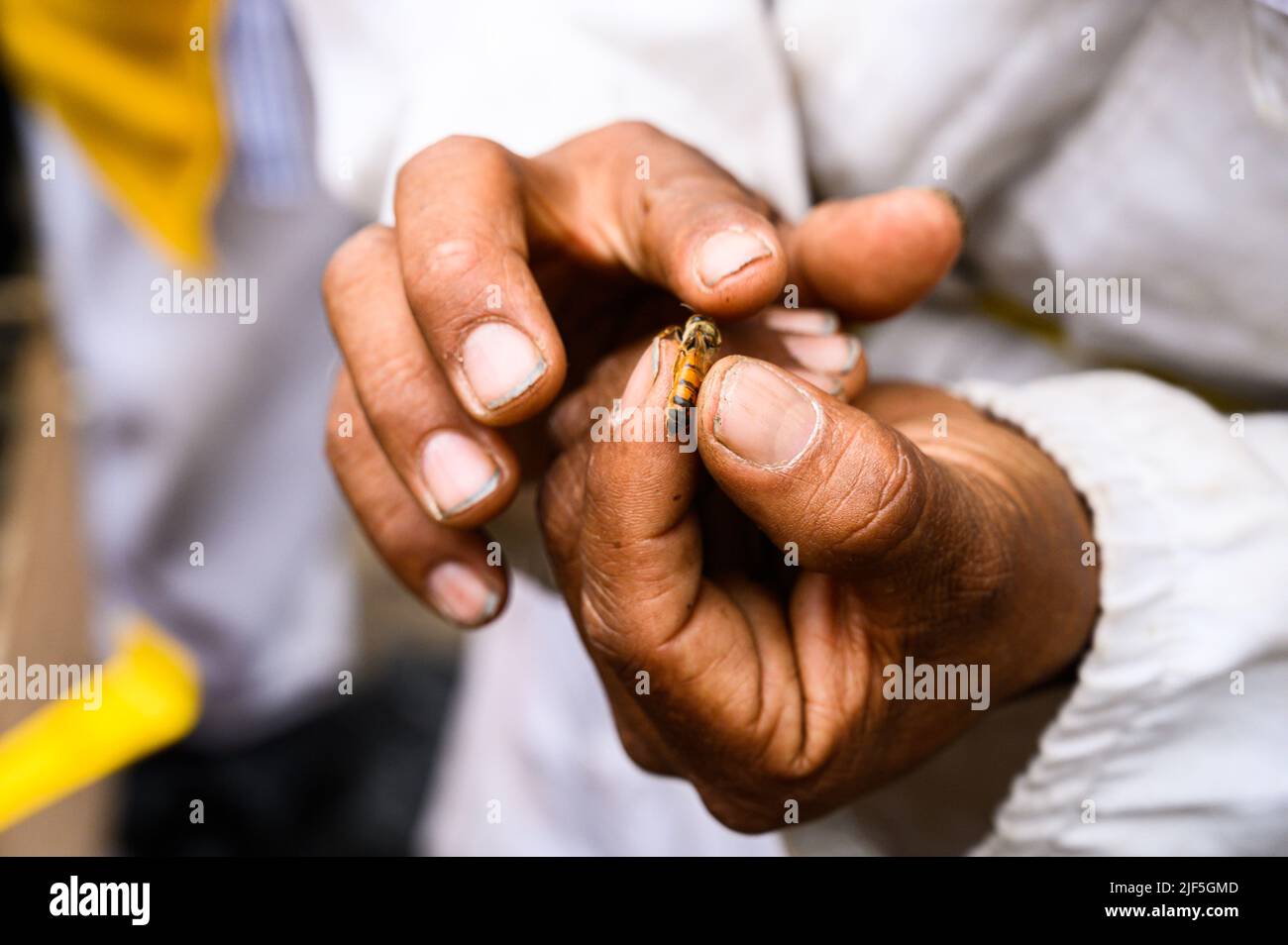 La reine des abeilles est à la main du gardien de but Banque D'Images