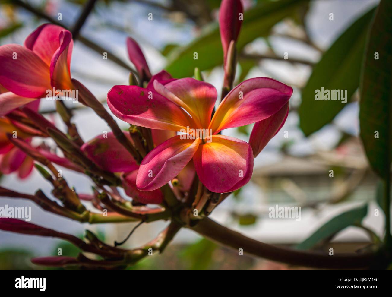 gros plan sur la fleur de frangipani rouge Banque D'Images