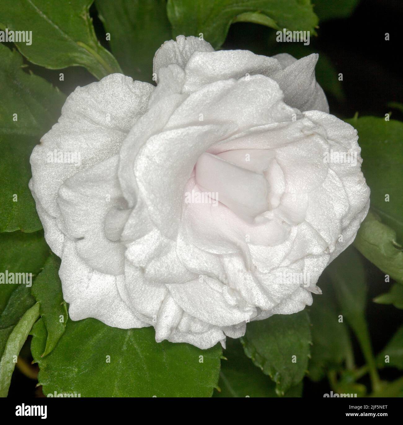 Magnifique fleur blanche vive d'Impatiens walleriana, sur fond de feuilles vertes, plante de jardin vivace, en Australie Banque D'Images