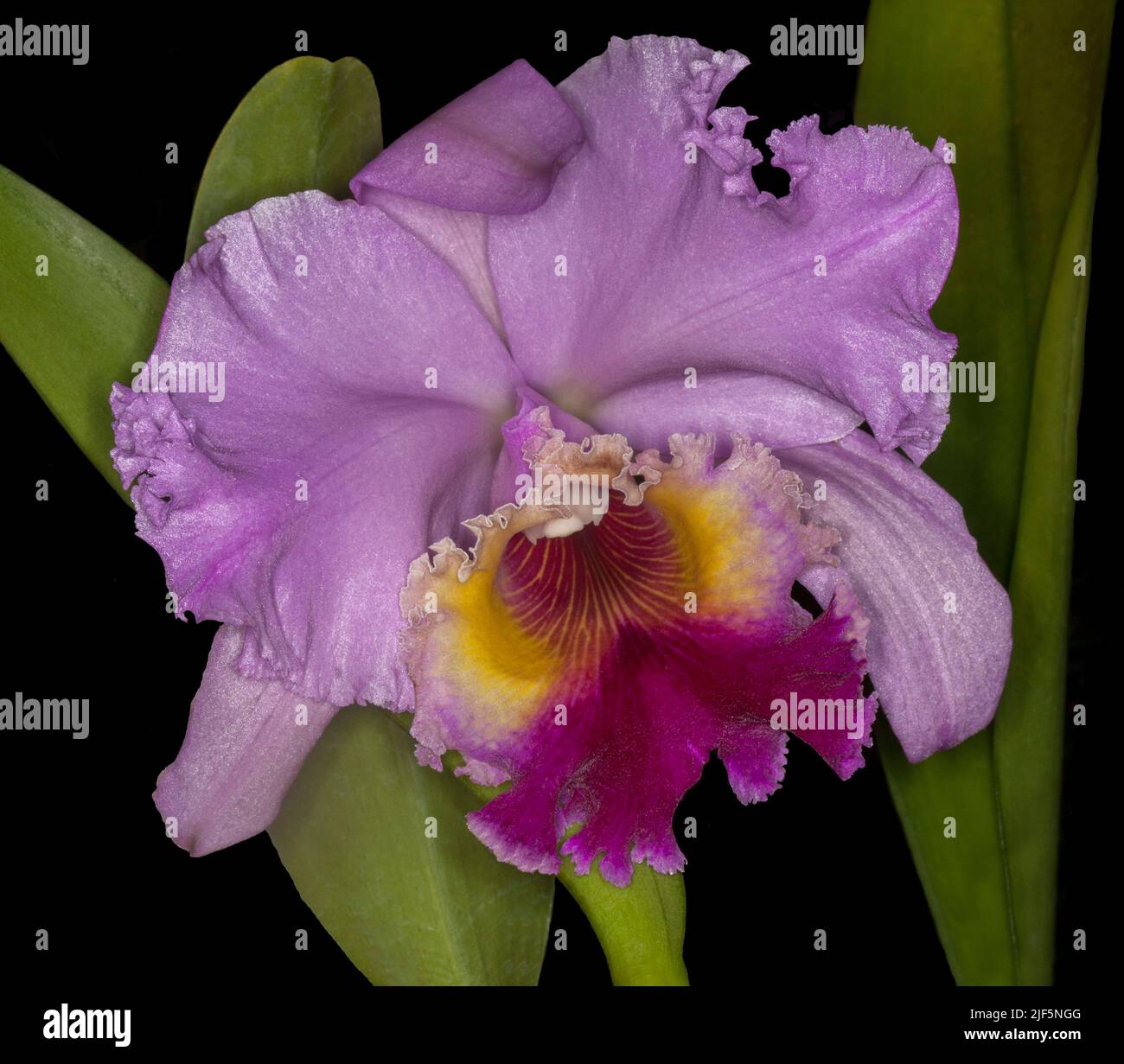 Grande fleur spectaculaire mauve/rose parfumée d'orchidée RLC (Dream Trader x Burdekin Heights) avec gorge jaune vif et rouge, sur fond sombre Banque D'Images