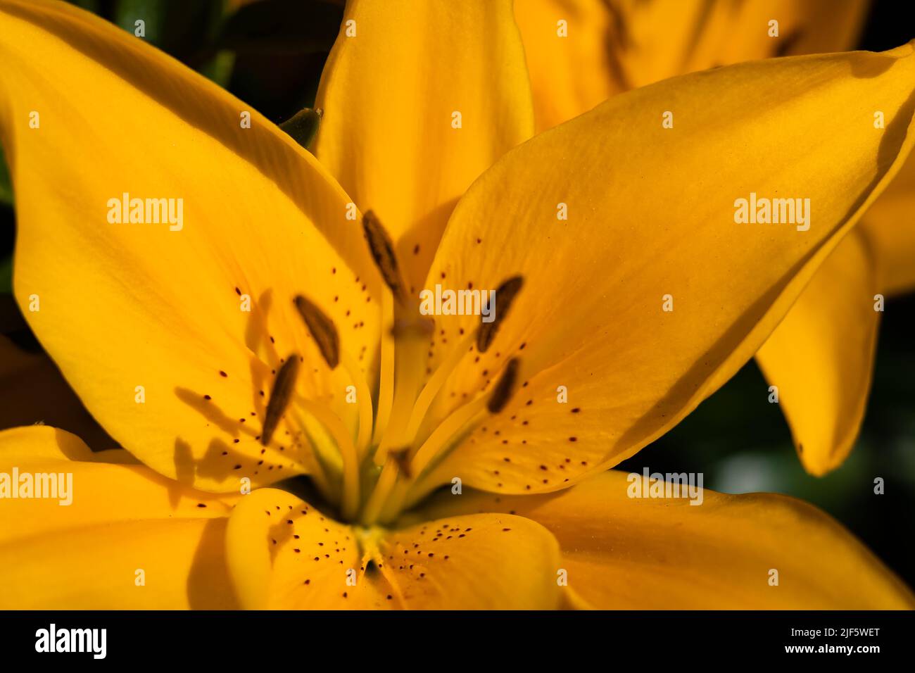 Lys jaunes. La fleur d'un nénuphar jaune qui grandit dans un jardin d'été. Lys hybrides asiatiques jaunes. Concept de jardinage, personne, flou, foc sélectif Banque D'Images