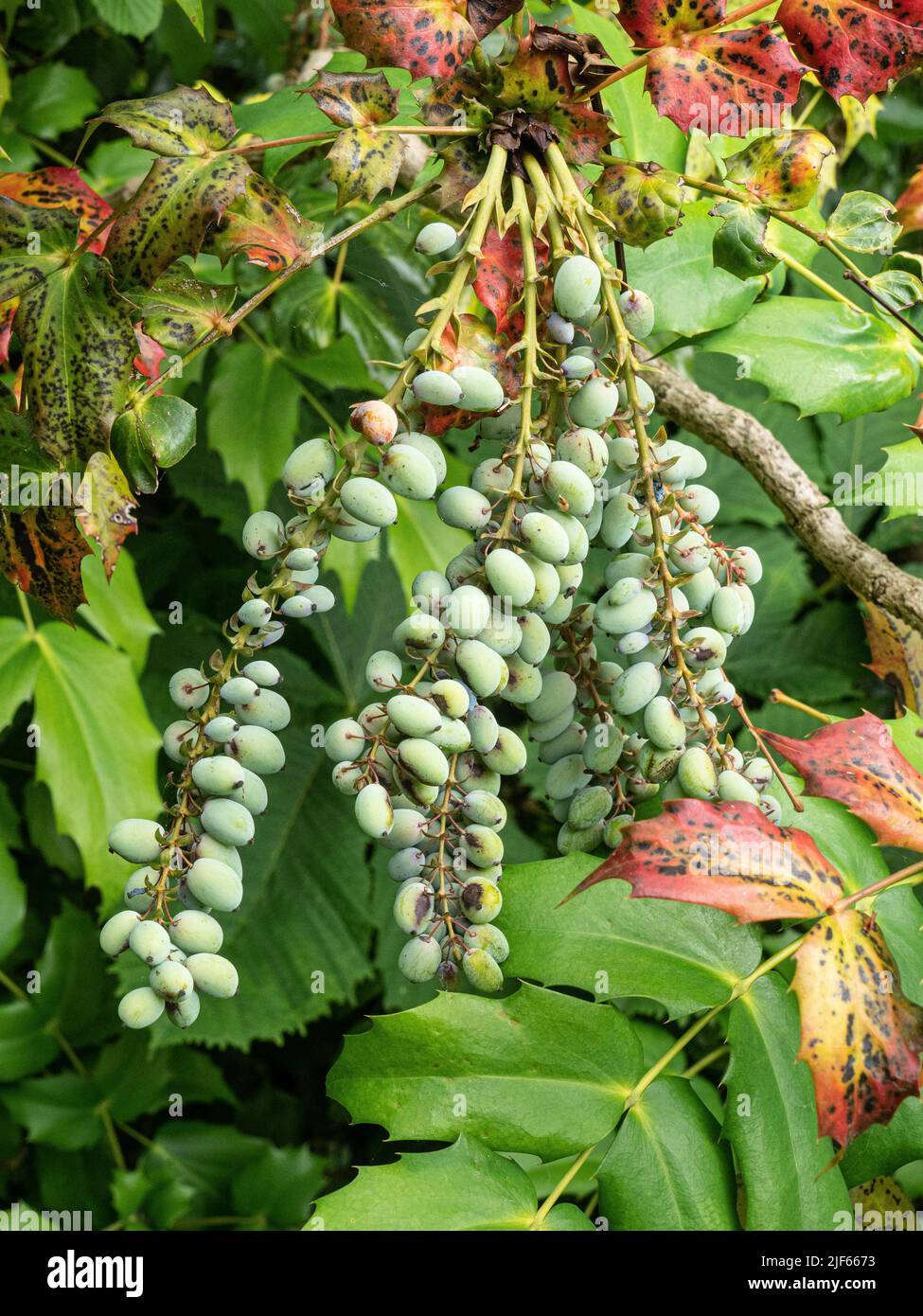 Un gros plan des baies ovales vertes d'une plante de Mahonia Banque D'Images