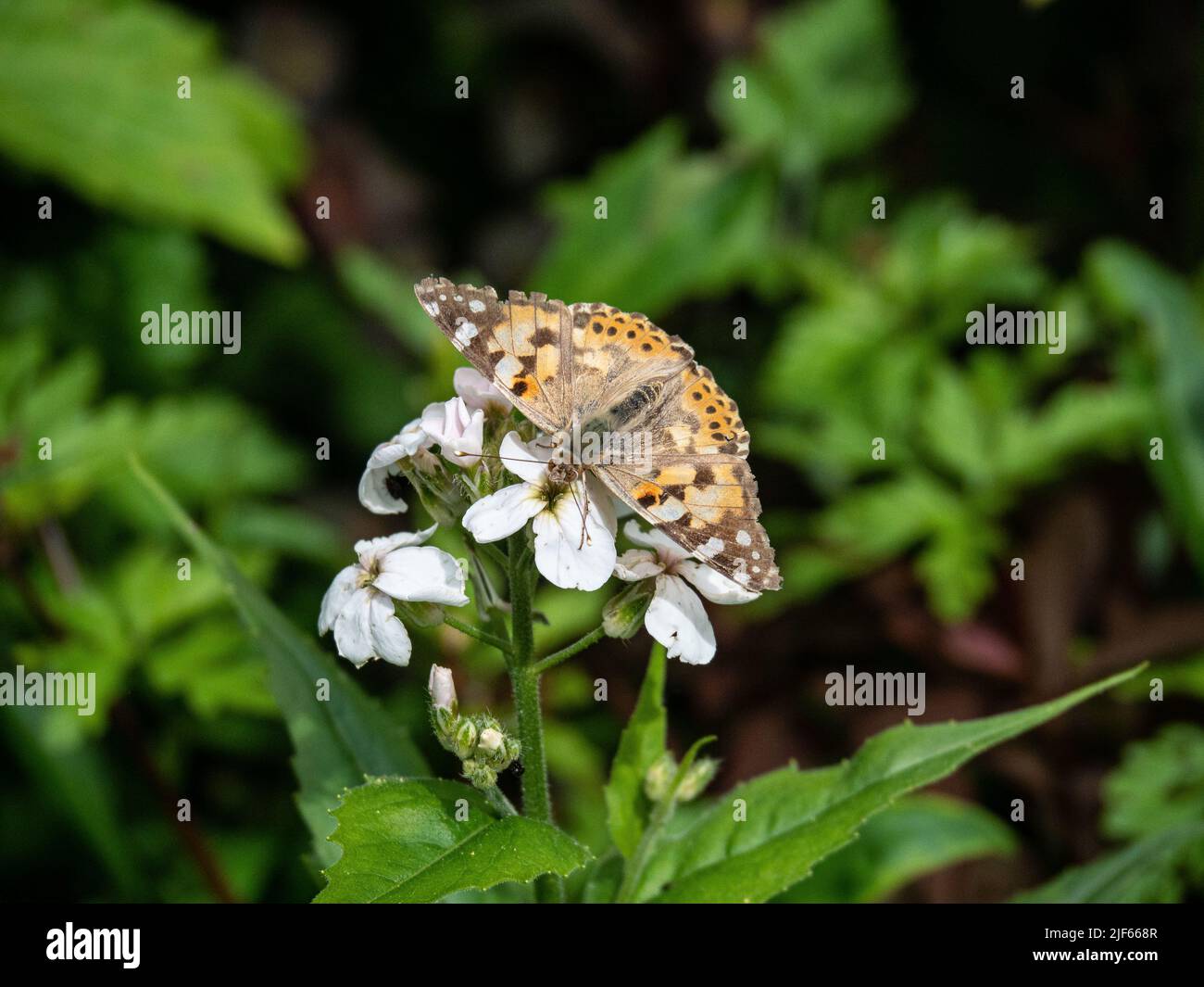 Une dame peinte (Vanessa cardui) butterfly se nourrissant d'une fleur blanche d'honnêteté Banque D'Images