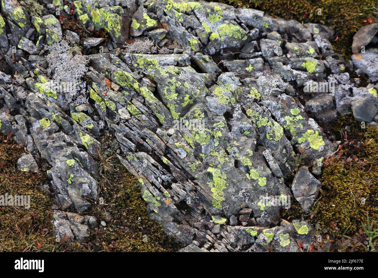 Carte arrière-plan du lichen (espèces de Rhizocarpon géographicum). Lichen poussant sur la roche de gabbro en Norvège. Banque D'Images