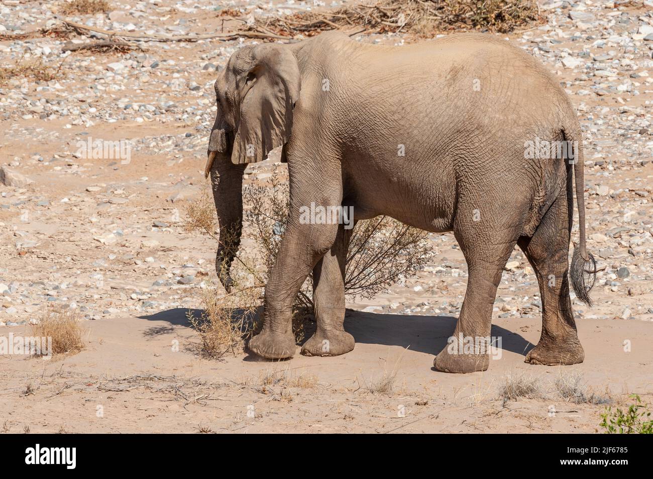 Impression d'un éléphant de désert africain - Loxodonta Africana- errant dans le désert dans le nord-ouest de la Namibie. Banque D'Images