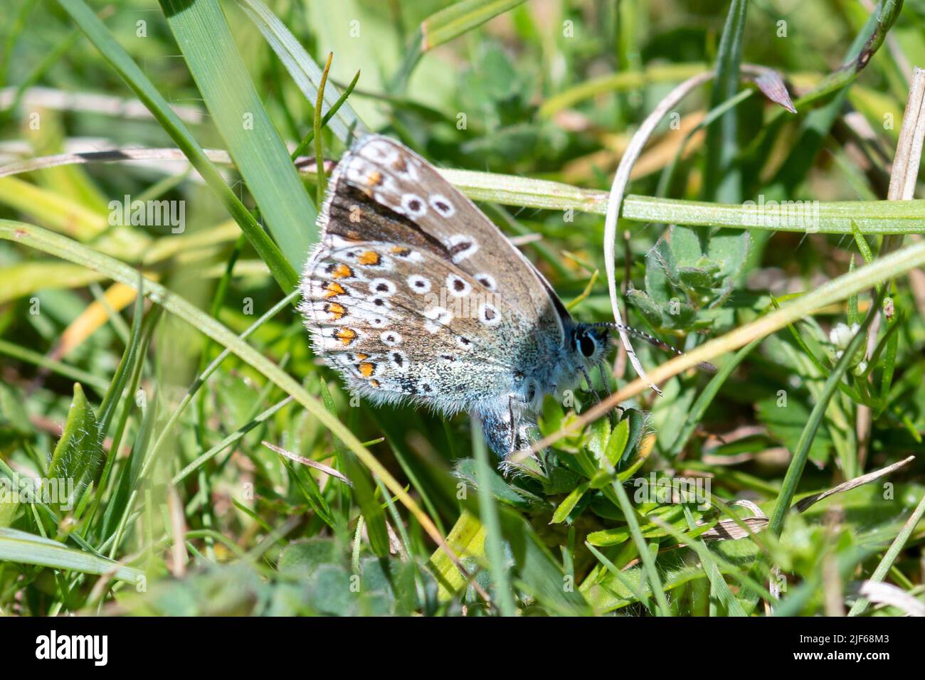 Papillon bleu commun femelle (Polyommatus icarus) oviposting (ponte des œufs) sur le trèfle de pied d'oiseau (Lotus corniculatus) Banque D'Images