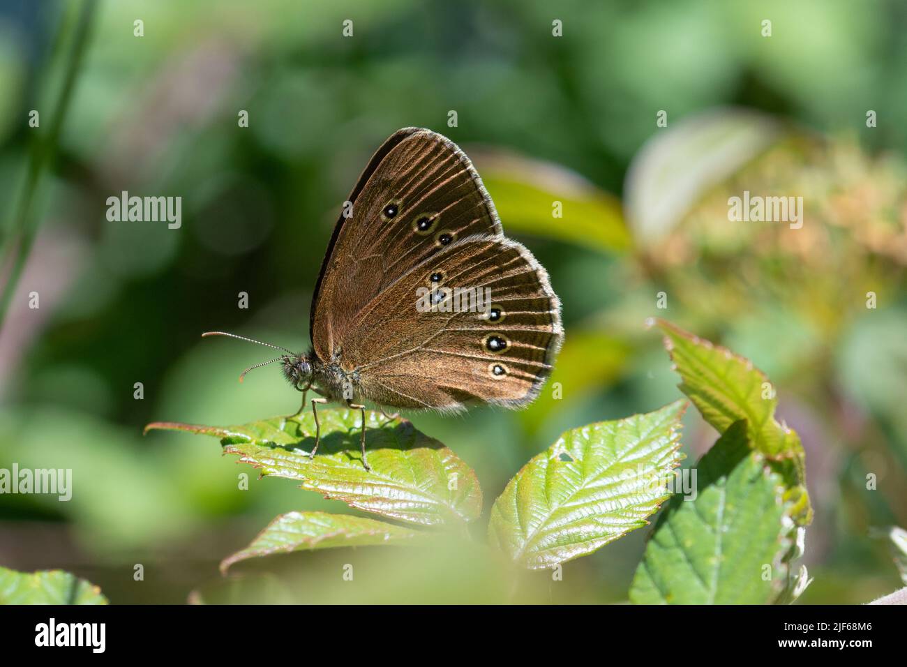 (Un papillon Aphantopus hyperantus), Royaume-Uni Banque D'Images