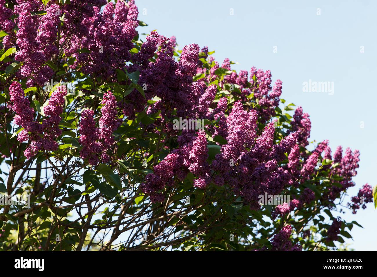 Fleurs beauté arbres lilas pourpre dans le parc sur fond bleu ciel Banque D'Images