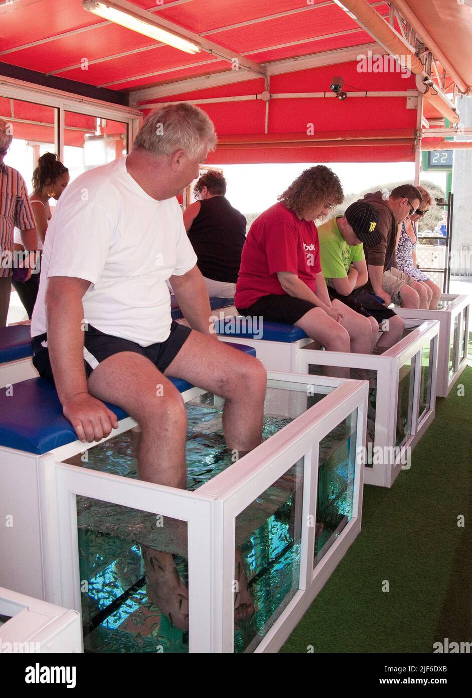 Touristes au poisson médecin, le docteur poissons (Garra rufa) nettoyage des pieds des touristes, promenade de Playa del Ingles, Grand canari, îles Canaries. Espagne Banque D'Images