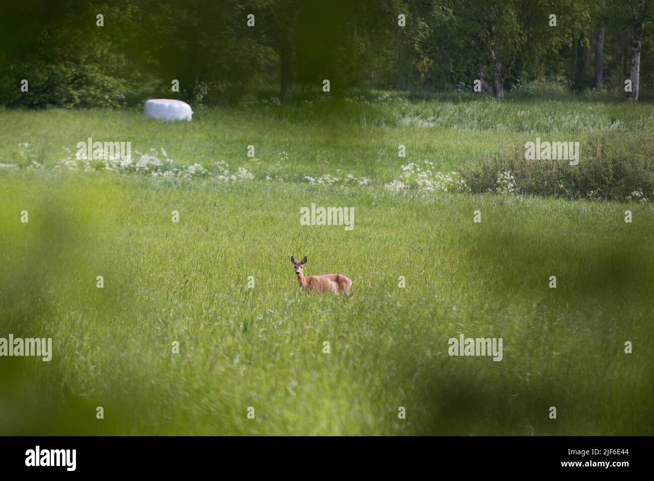 Une vue panoramique d'un cerf de Virginie debout dans un champ vert, regardant une caméra Banque D'Images