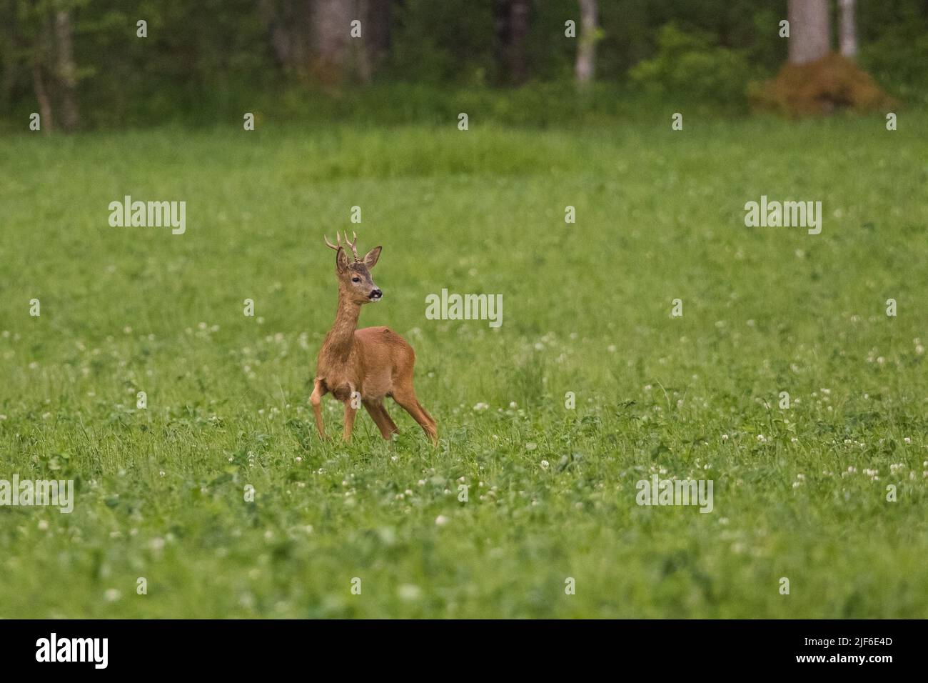 Une vue panoramique sur un cerf de Virginie debout dans un champ vert, en regardant de côté Banque D'Images