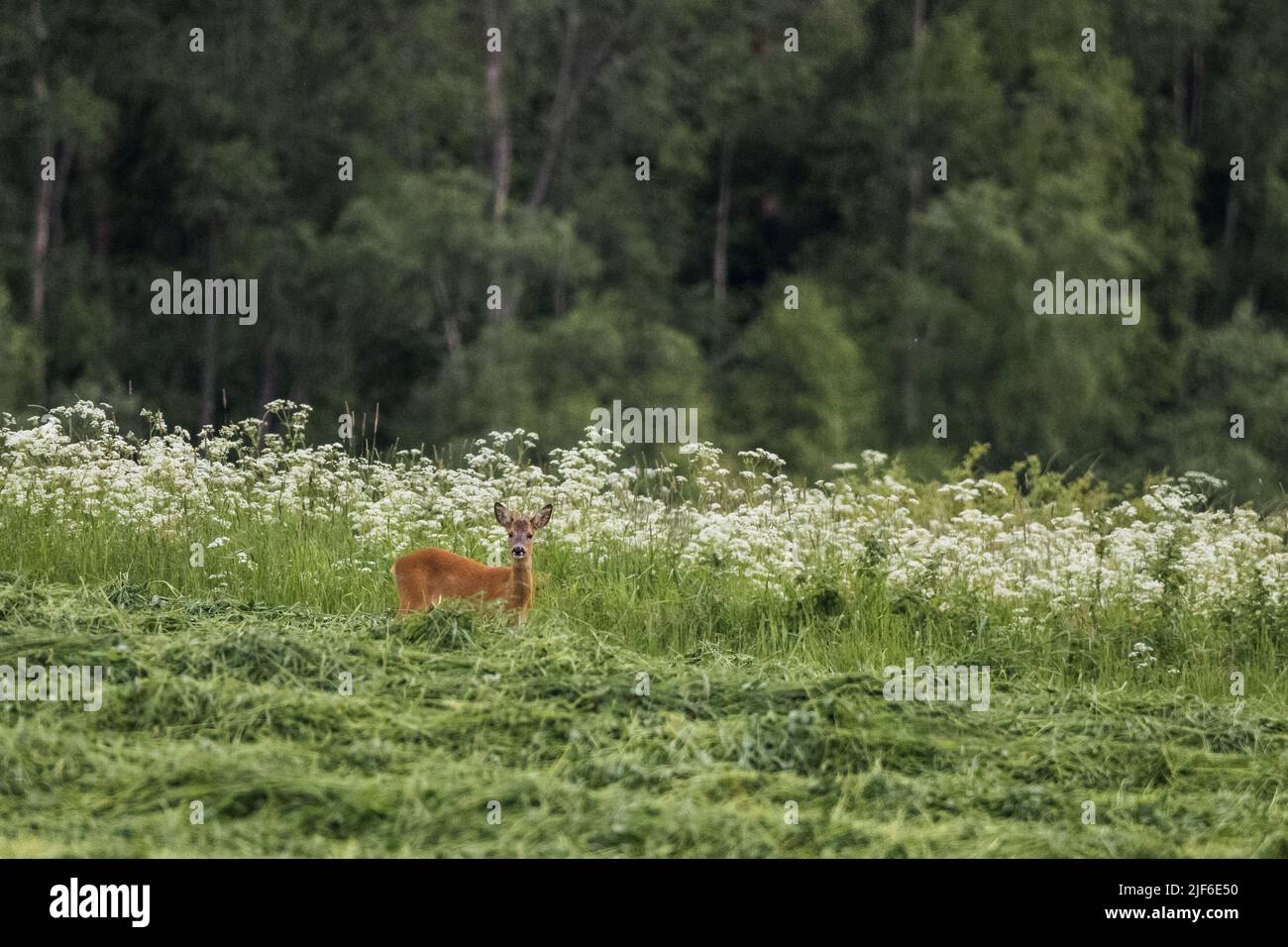 Une vue panoramique d'un cerf de Virginie debout dans un champ vert, regardant une caméra Banque D'Images