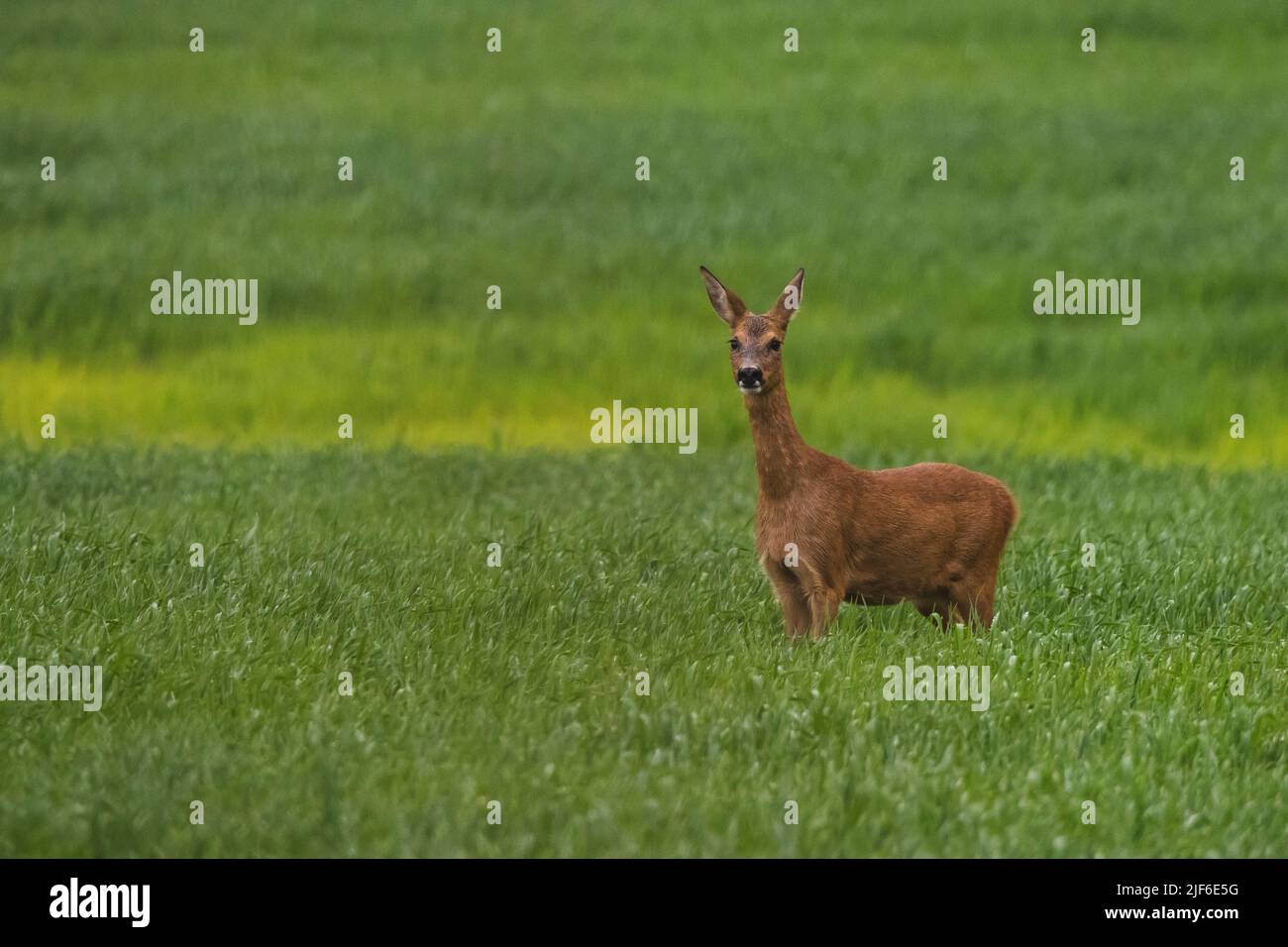 Une vue panoramique d'un cerf de Virginie debout dans un champ vert, regardant une caméra Banque D'Images