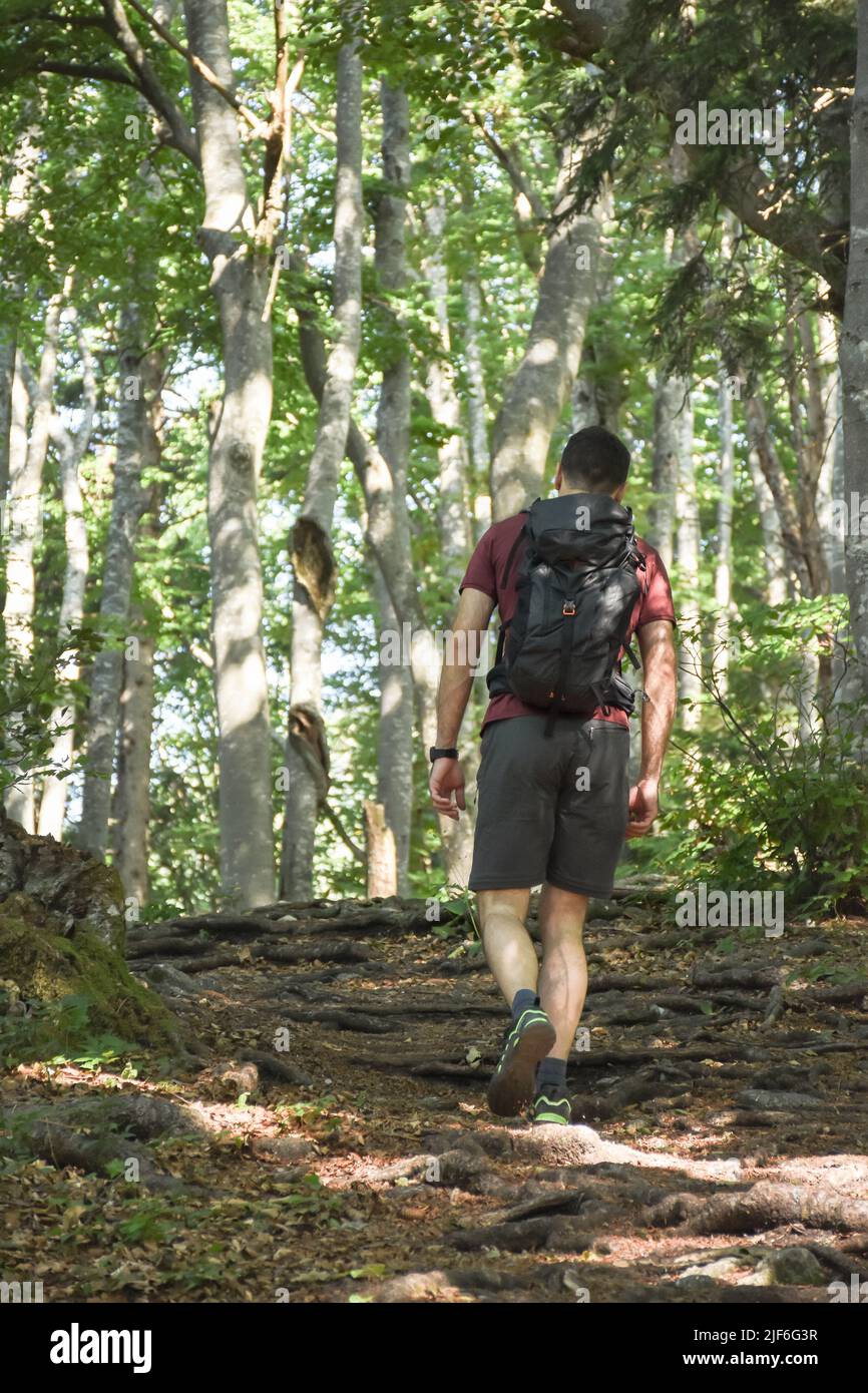 Un homme qui monte sur la colline sur le chemin de la forêt. Banque D'Images