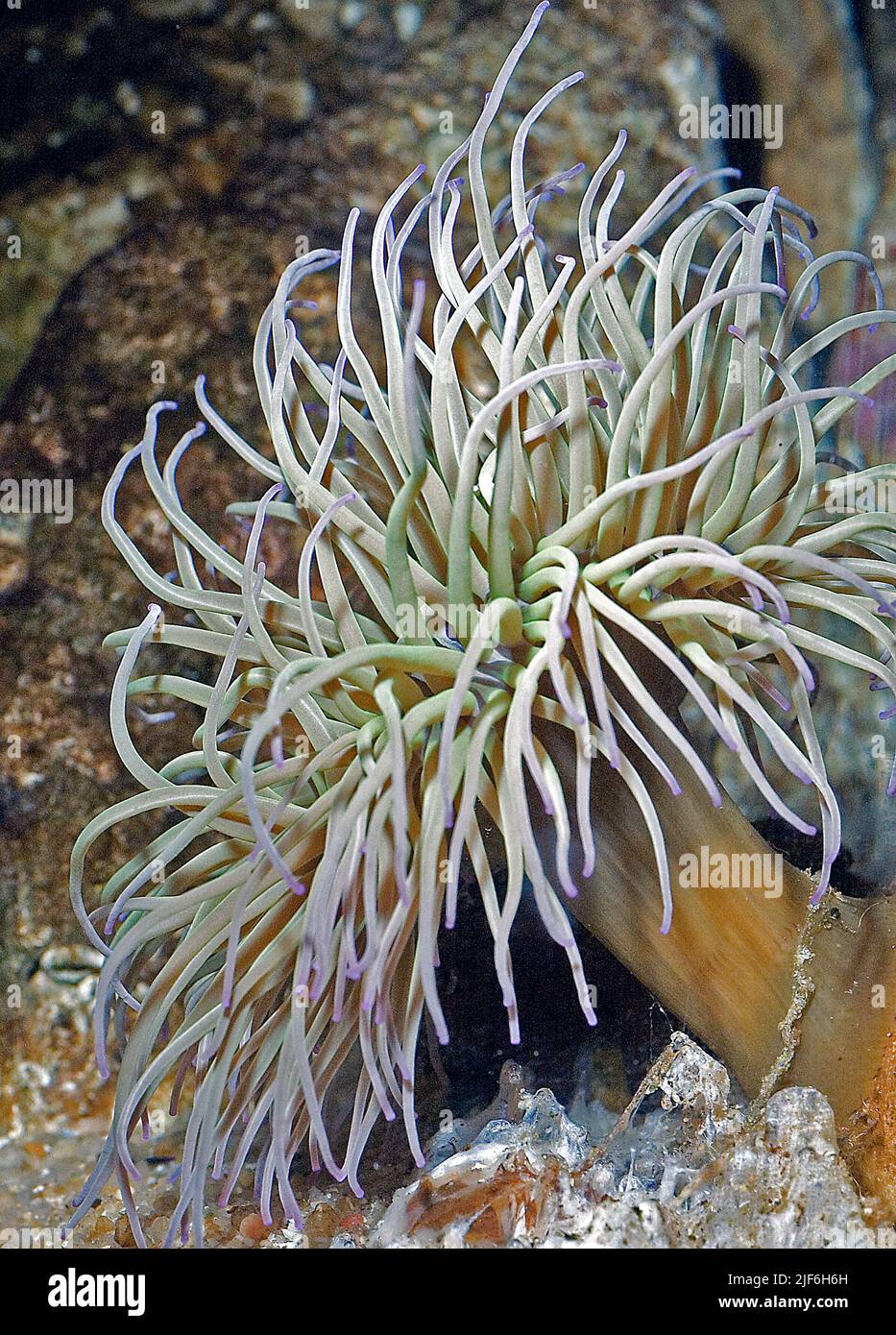 Méditerranée Snakelocks Anemone, Anemonia sulcata. Banque D'Images