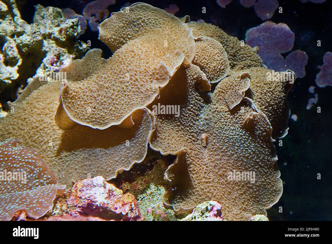 Colonie de Mushroom Anemone ou oreille d'éléphant indonésienne, Rhodontis cf. Indosinensis. Banque D'Images