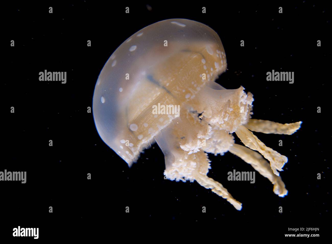 Spotted Jelly, Mastigas papouasie. Banque D'Images