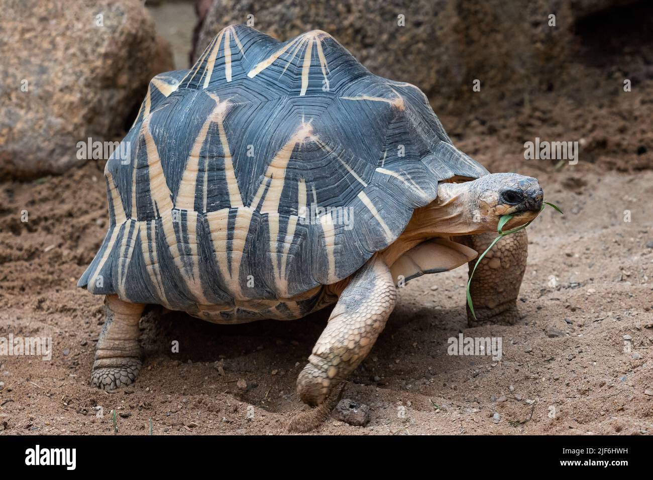 Tortue madagascar en voie de disparition reptile Banque de — free download