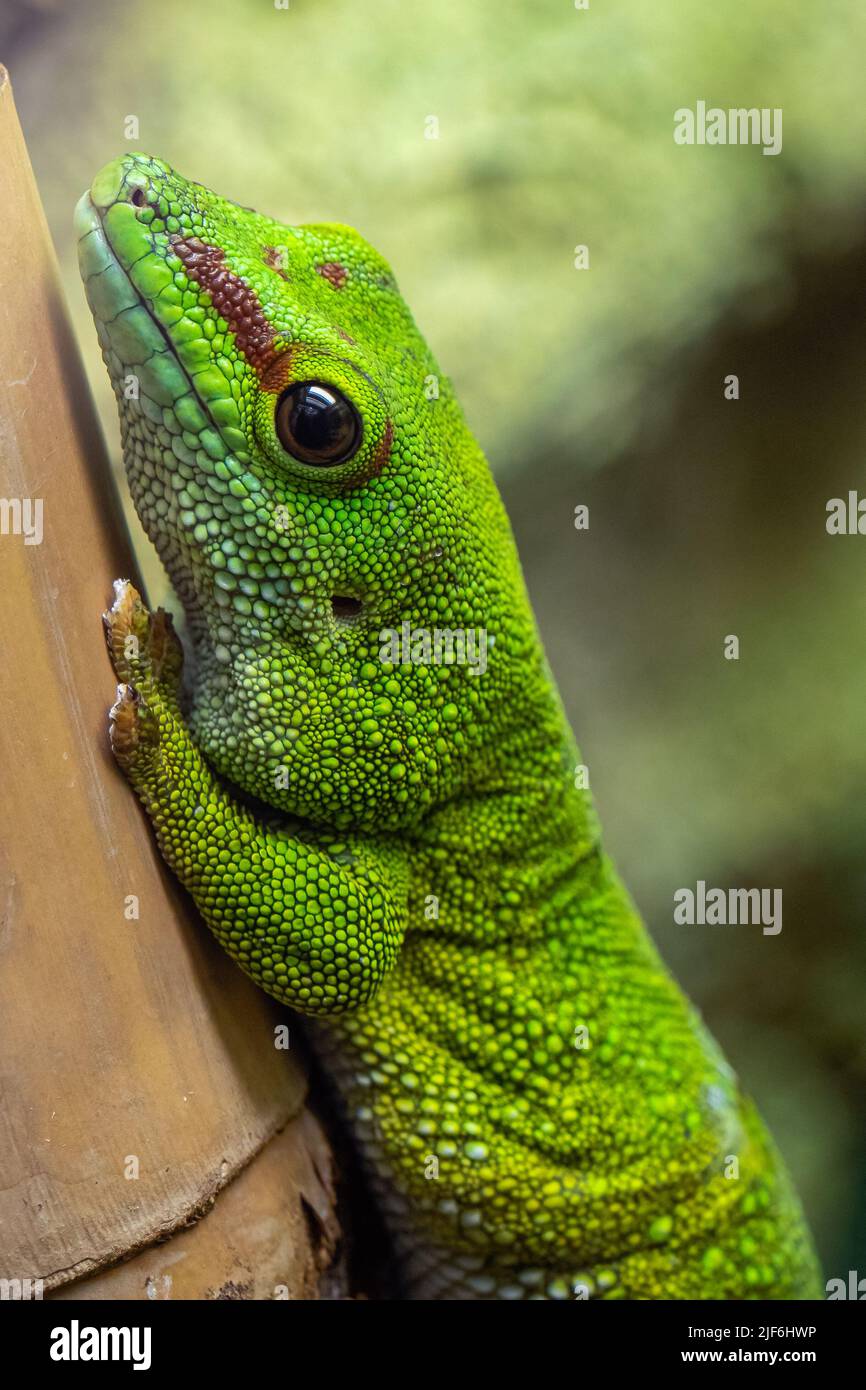Gecko de Madagascar, felsuma grandis Banque D'Images