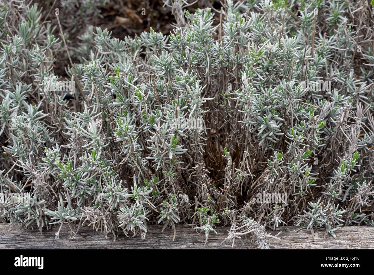 Lavandula angustifolia feuilles dans le jardin, également connu sous le nom de lavande anglais Banque D'Images