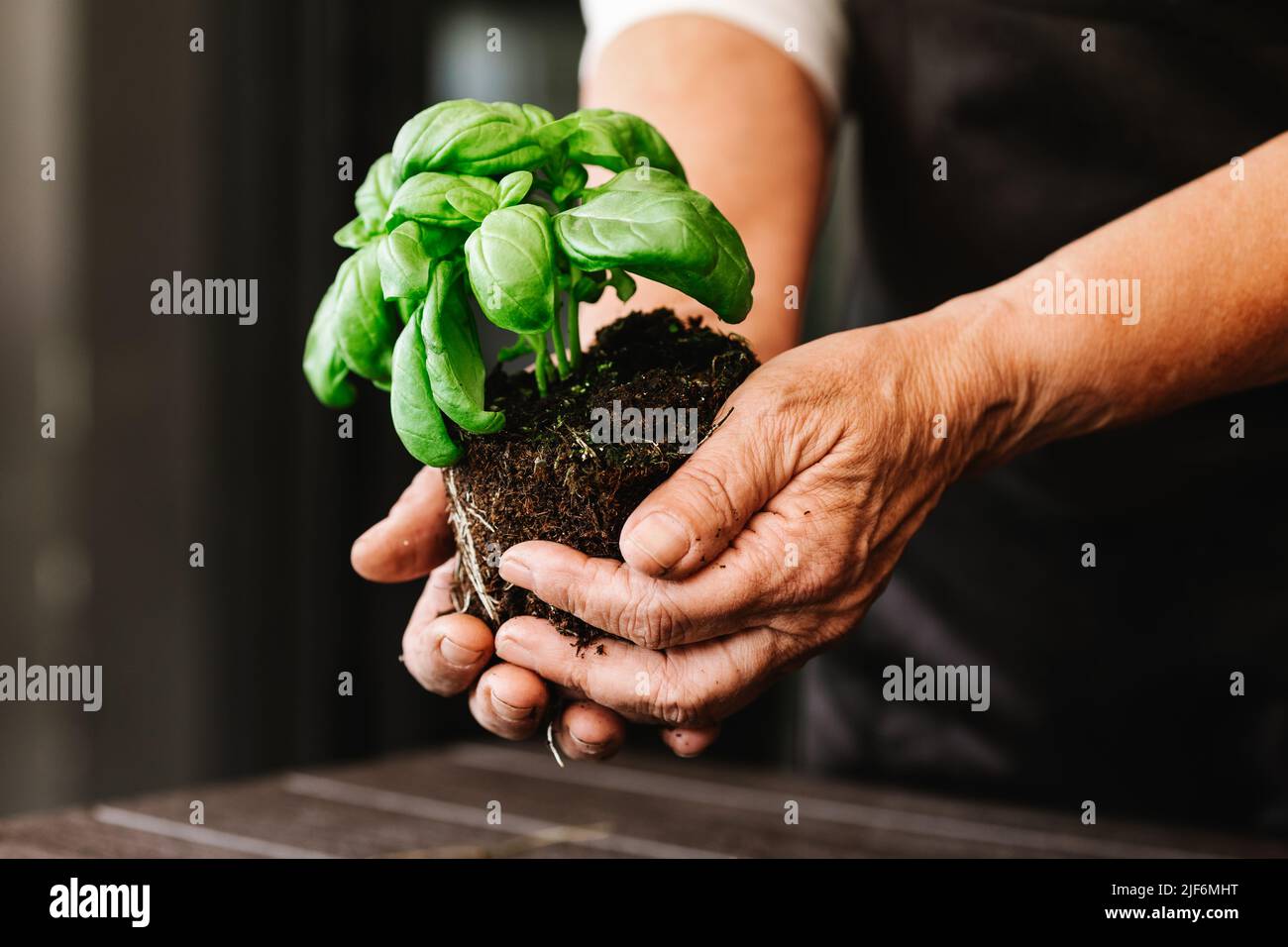 Cultivez un jardinier anonyme tenant une plante de basilic vert avec des feuilles dans un sol fertile avec des racines germées pendant la transplantation dans une pièce lumineuse Banque D'Images