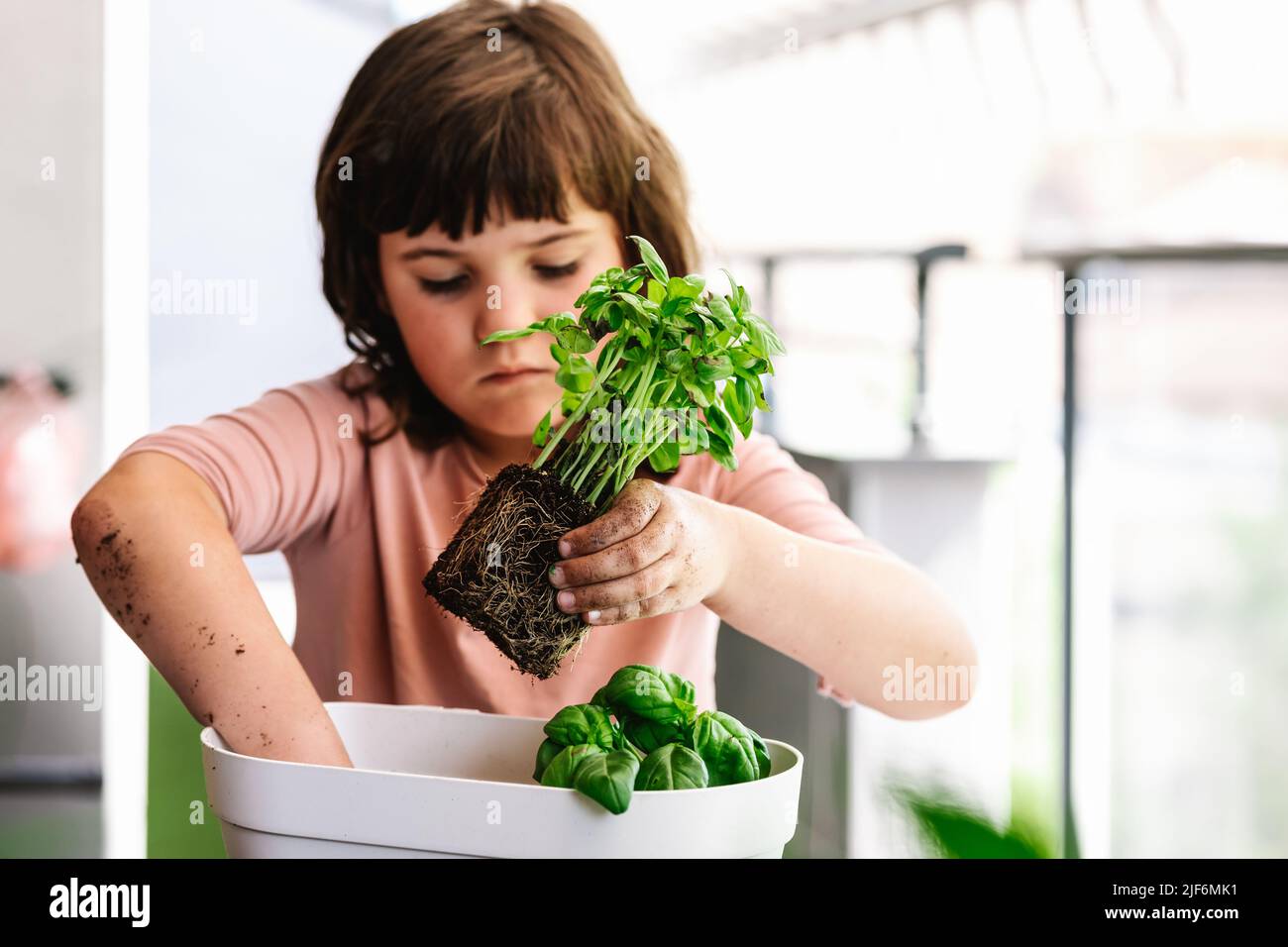 Fille concentrée tenant le basilic vert avec les racines à la main tout en replantant les plantes dans le pot de fleurs blanc sur le balcon sur fond flou Banque D'Images